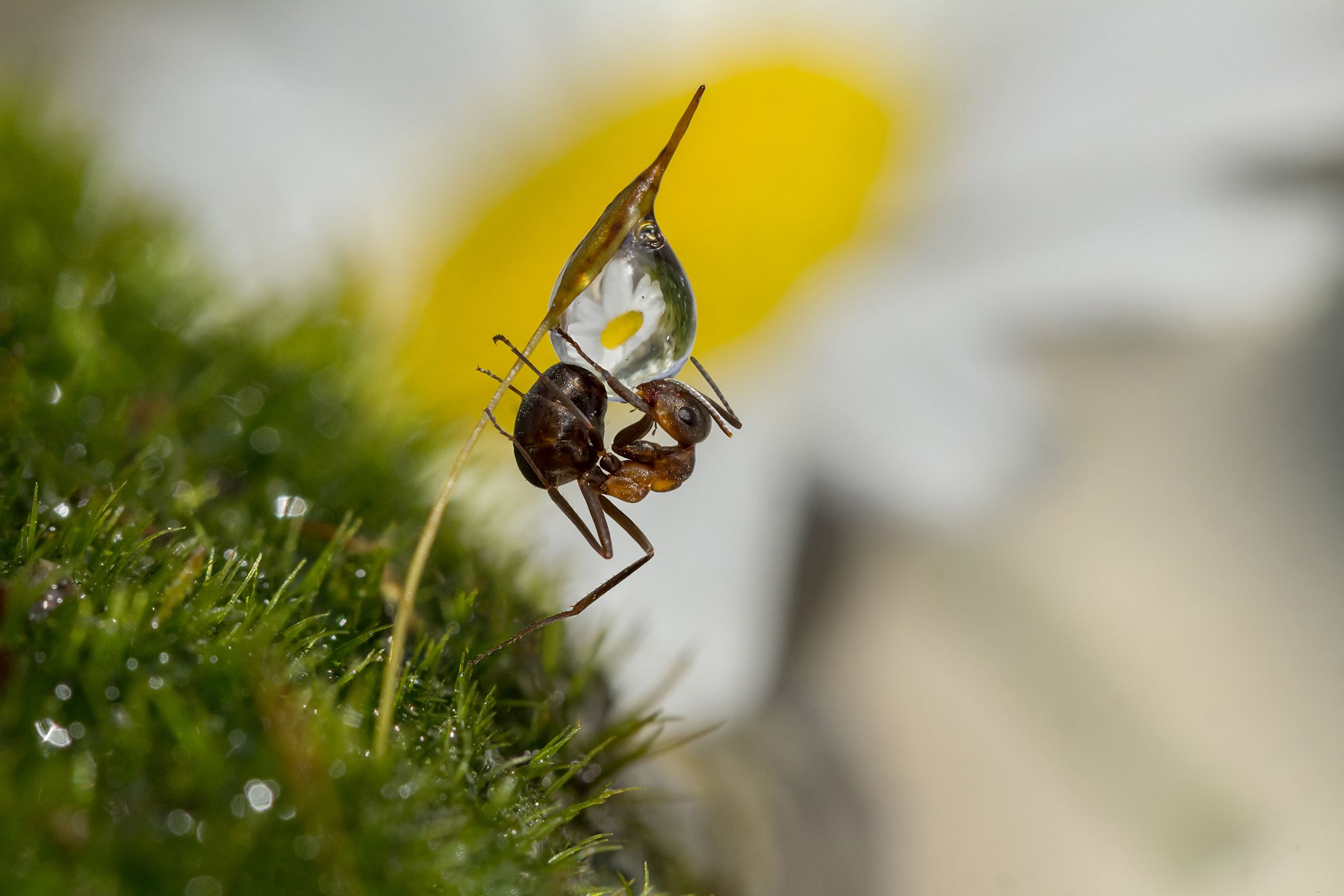 Муравей разумный