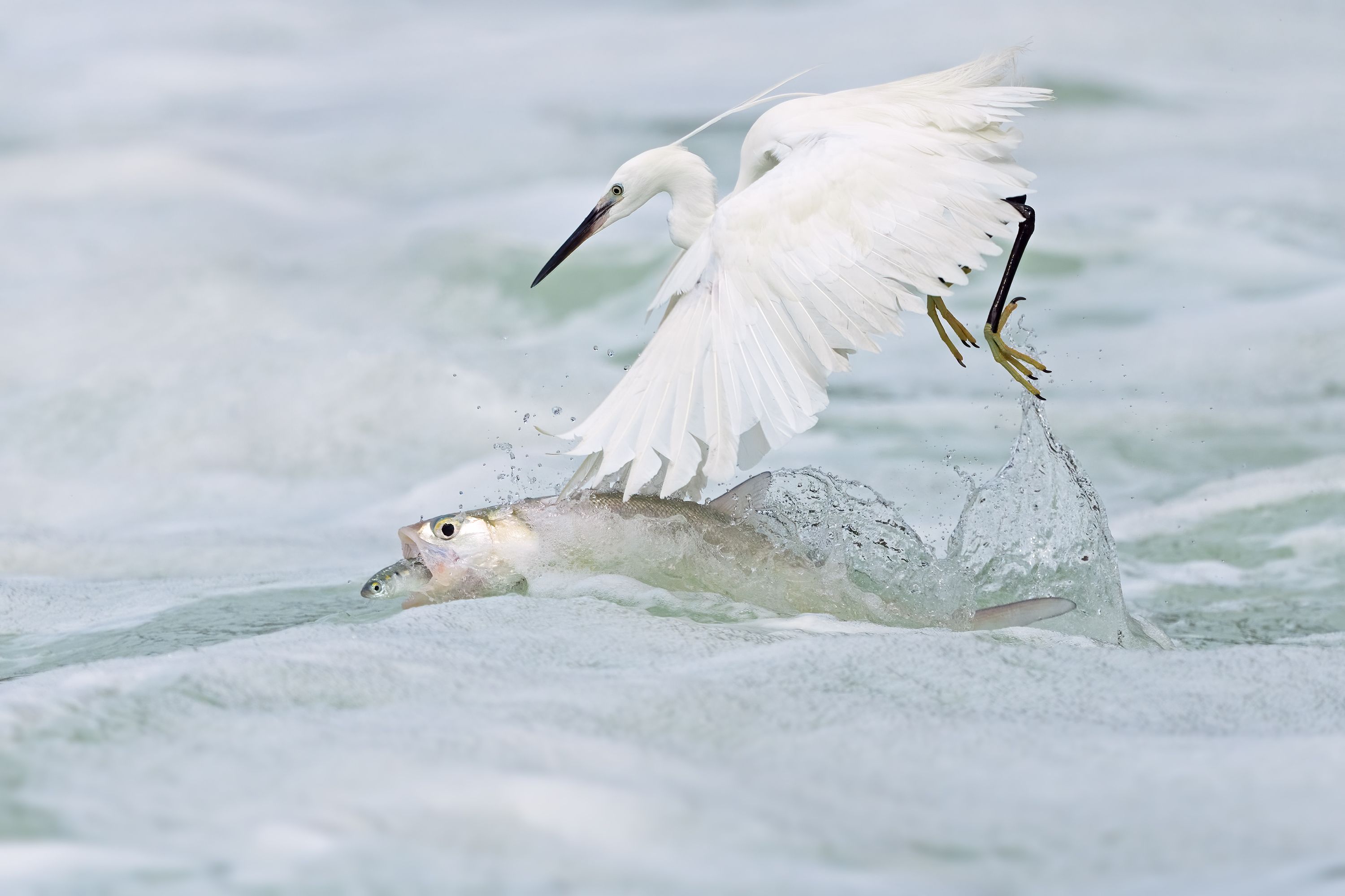 Жизнь висит на волоске
