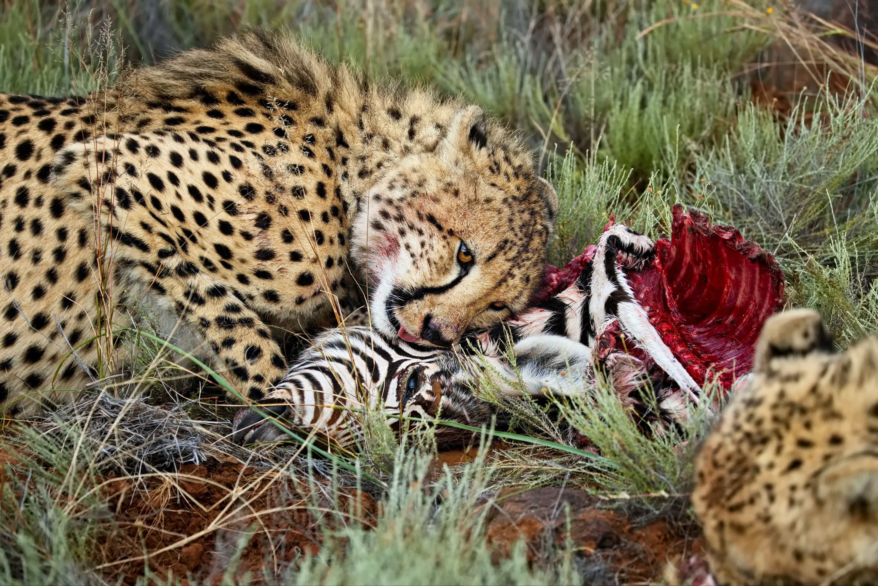 Этот безжалостный дикий животный мир...