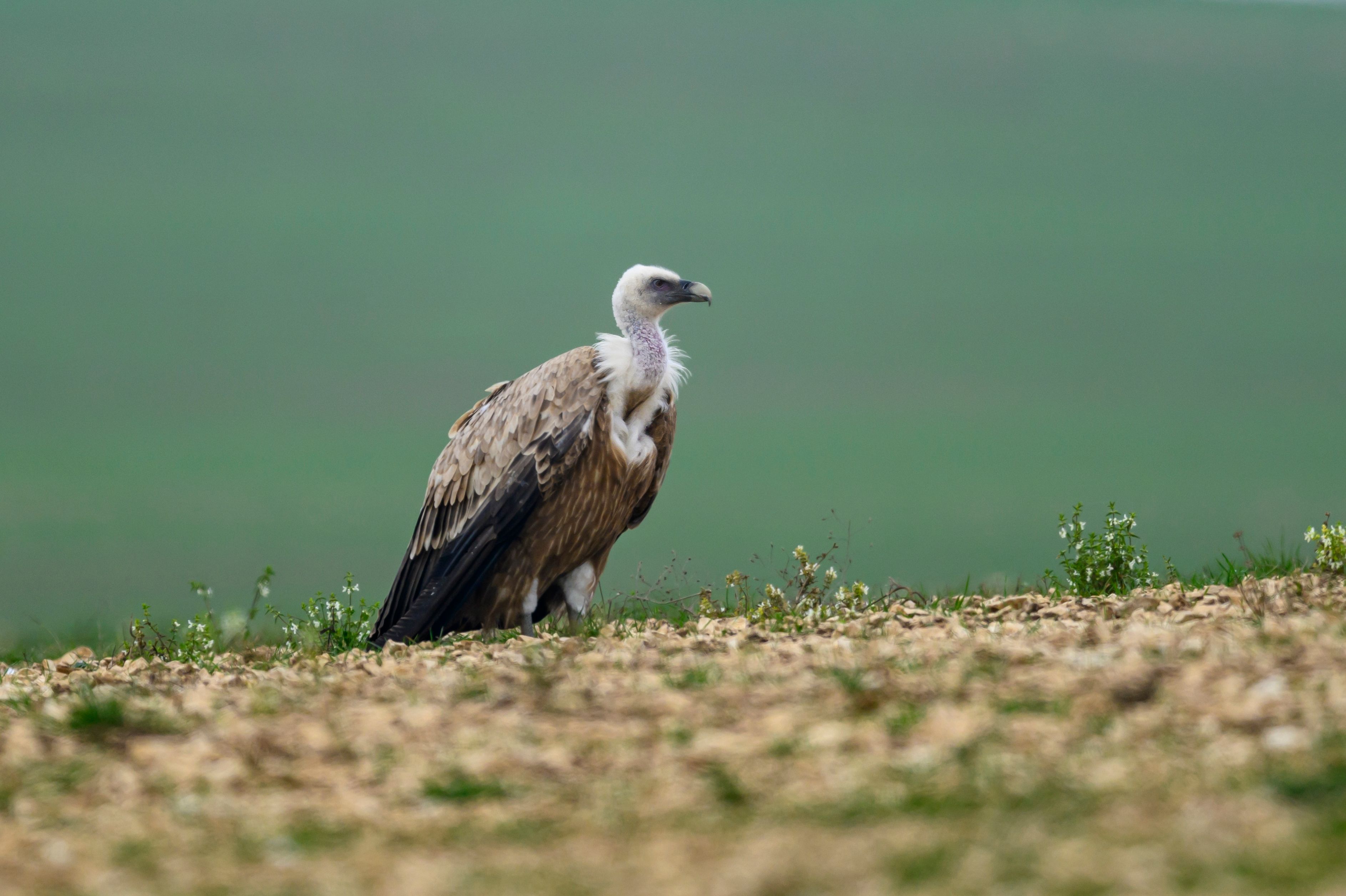 Белоголовый сип, Дагестан