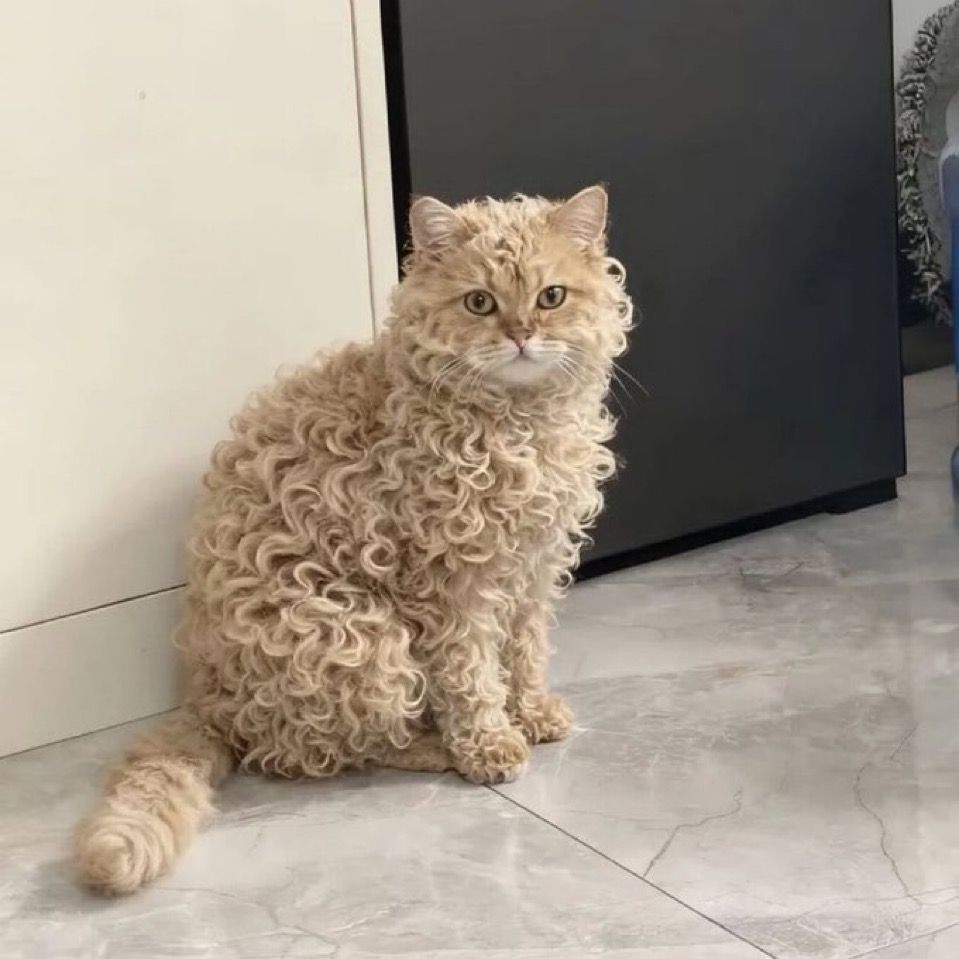 1766846700-03c178eb78f5f0d2cd4475b491a15