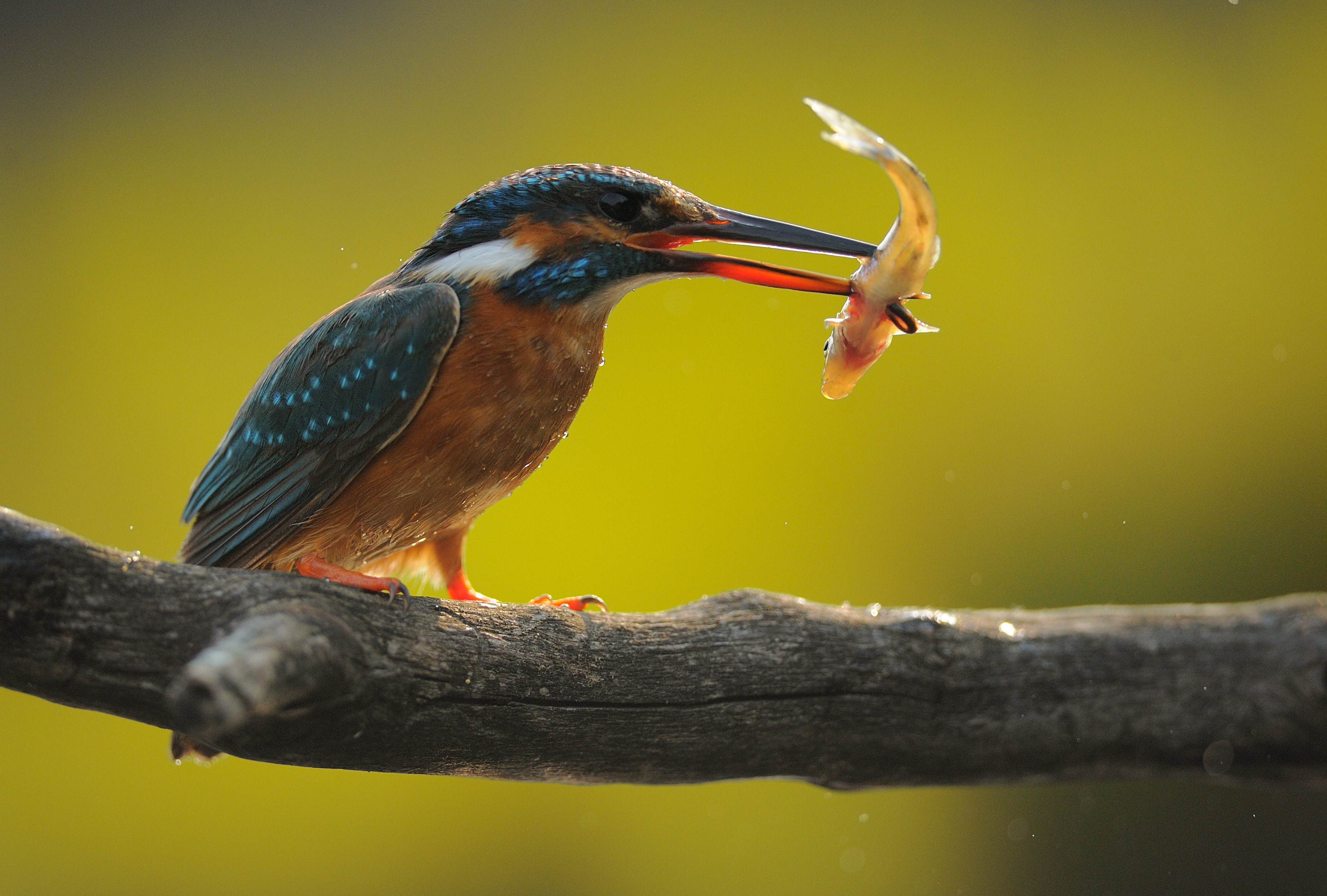 1689319768-075de9b6db9ed702b7b5ed942d97c