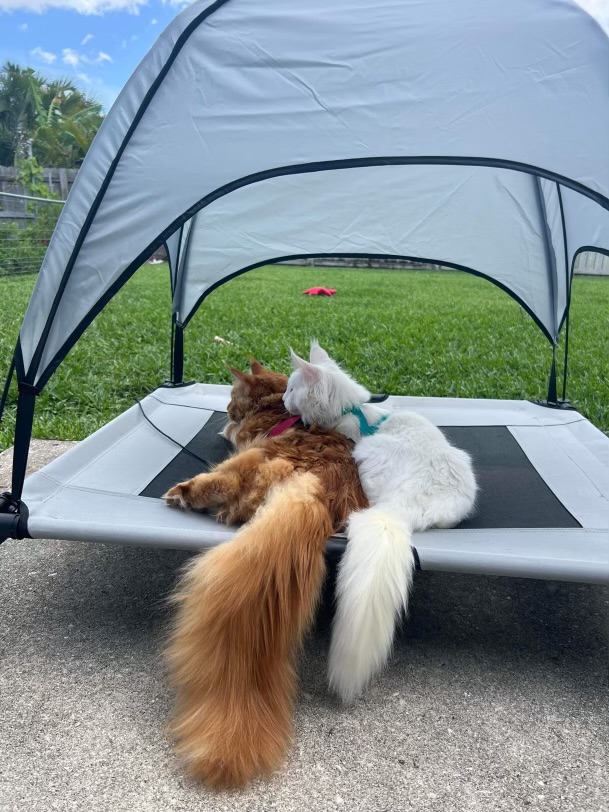 1711416532-07a42857f7df923ac9b1f73b7c3f6