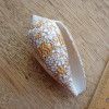 Conus textile, раковина, ракушка, фото, фотография, моллюск, коллекция