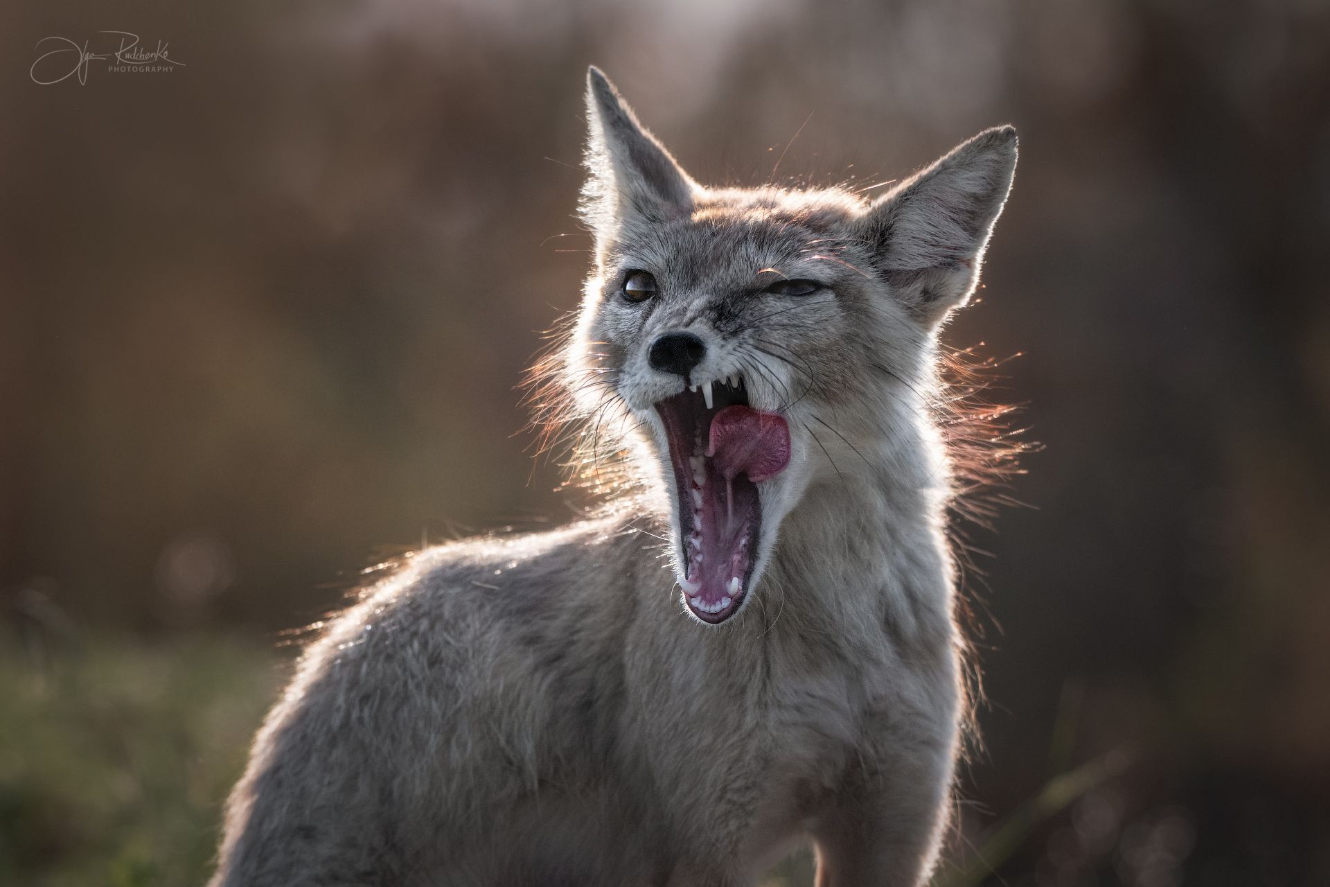 Перекус мечты — близко!