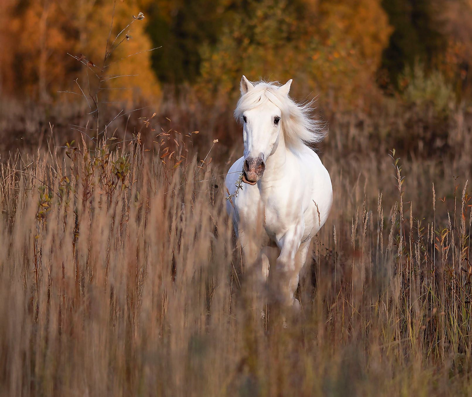 Белогривый вихрь осенних грёз