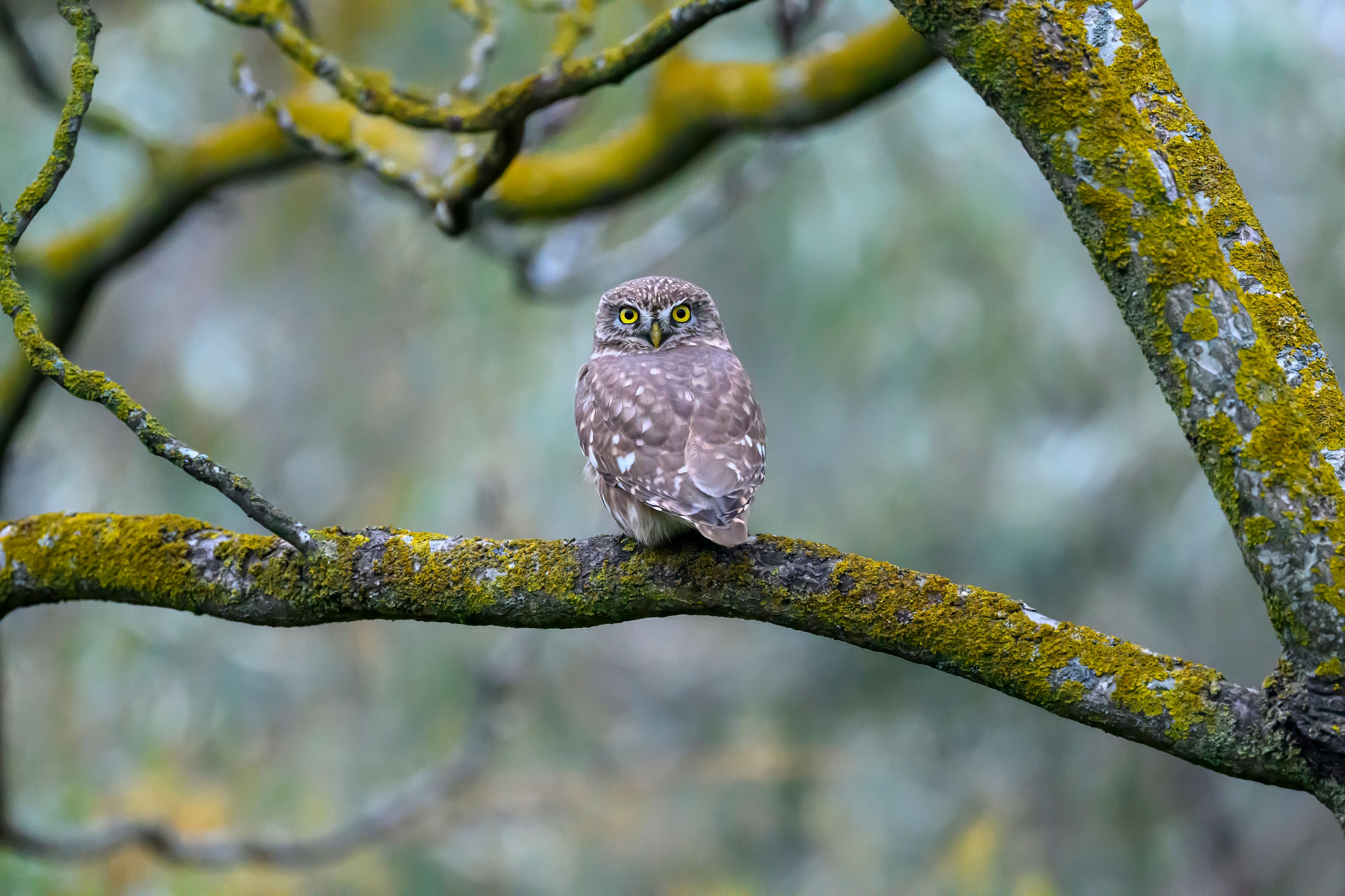 Домовой сыч