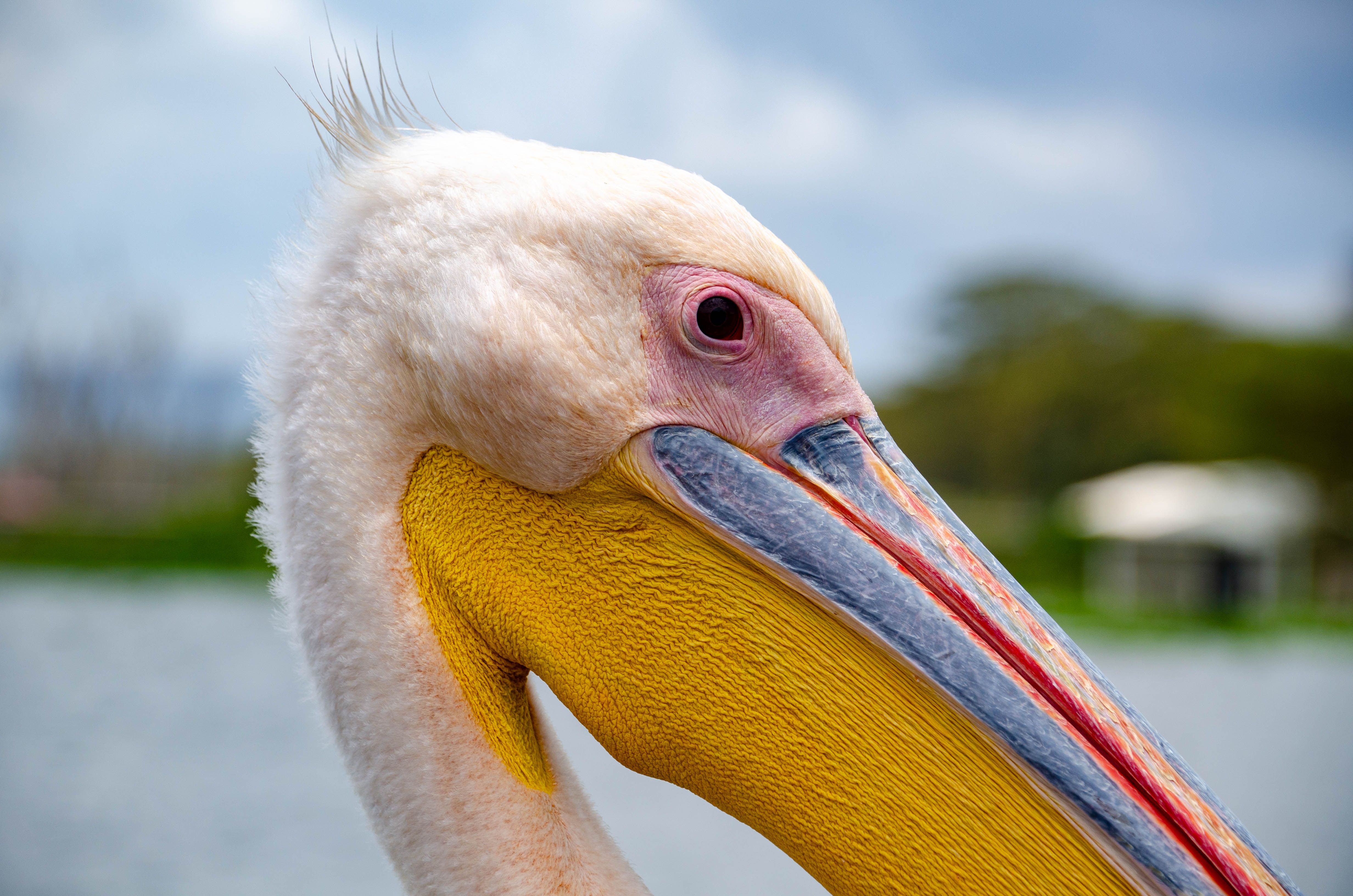 "Вязаный" пеликан