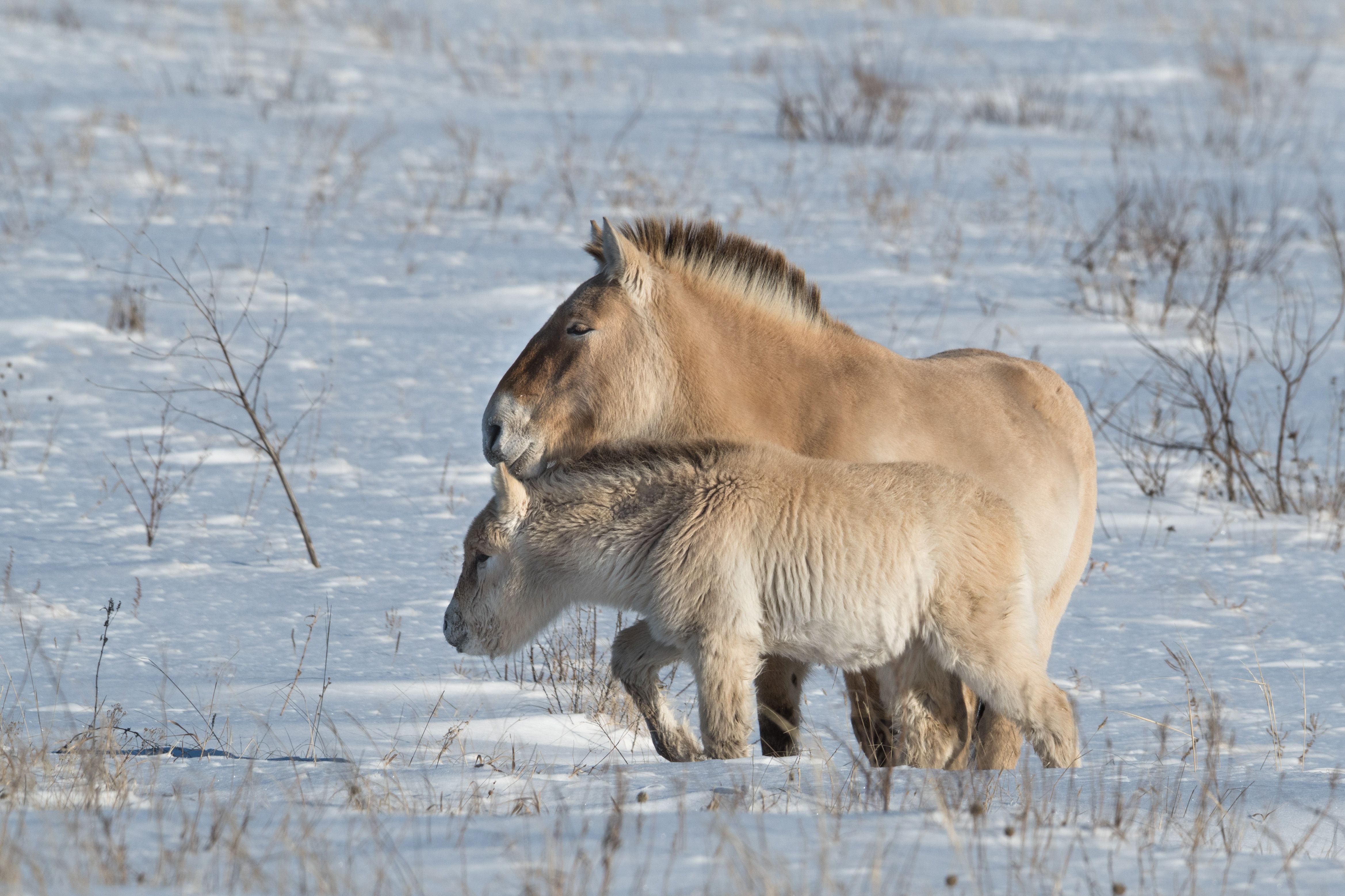 Под защитой мамы
