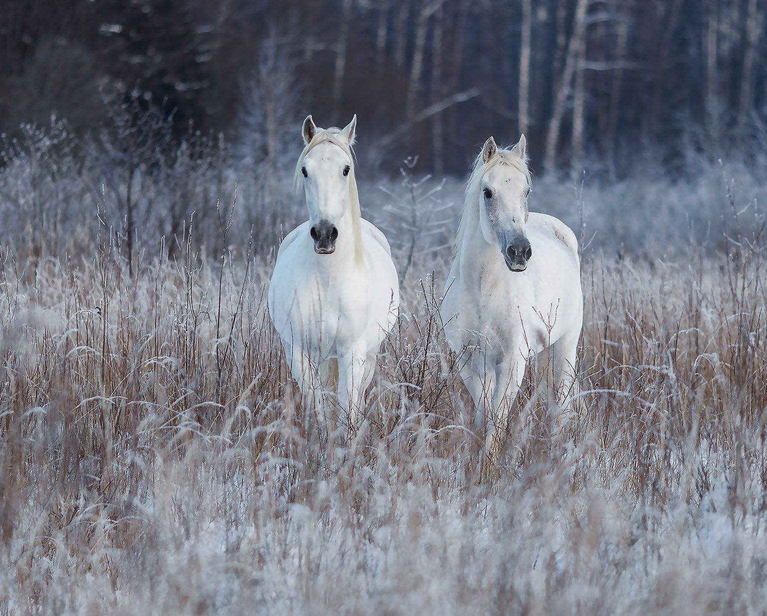 Белогривые стражи просторов