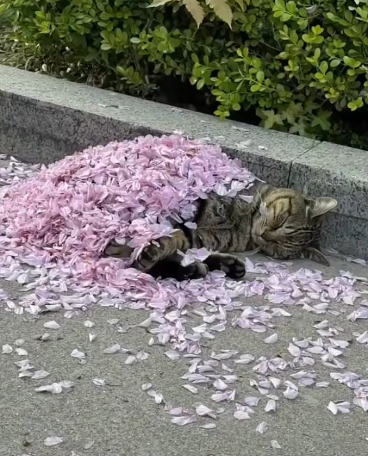 1714902603-16f8fcf7e71bbb7e10aa137310891