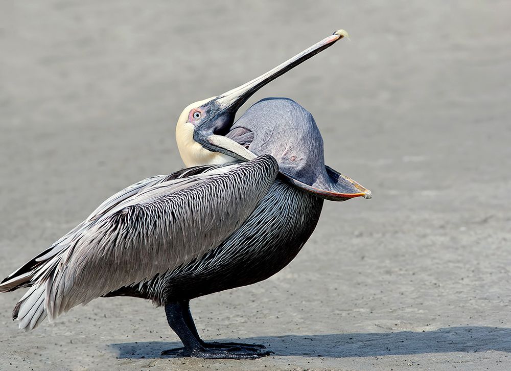 Brown Pelican