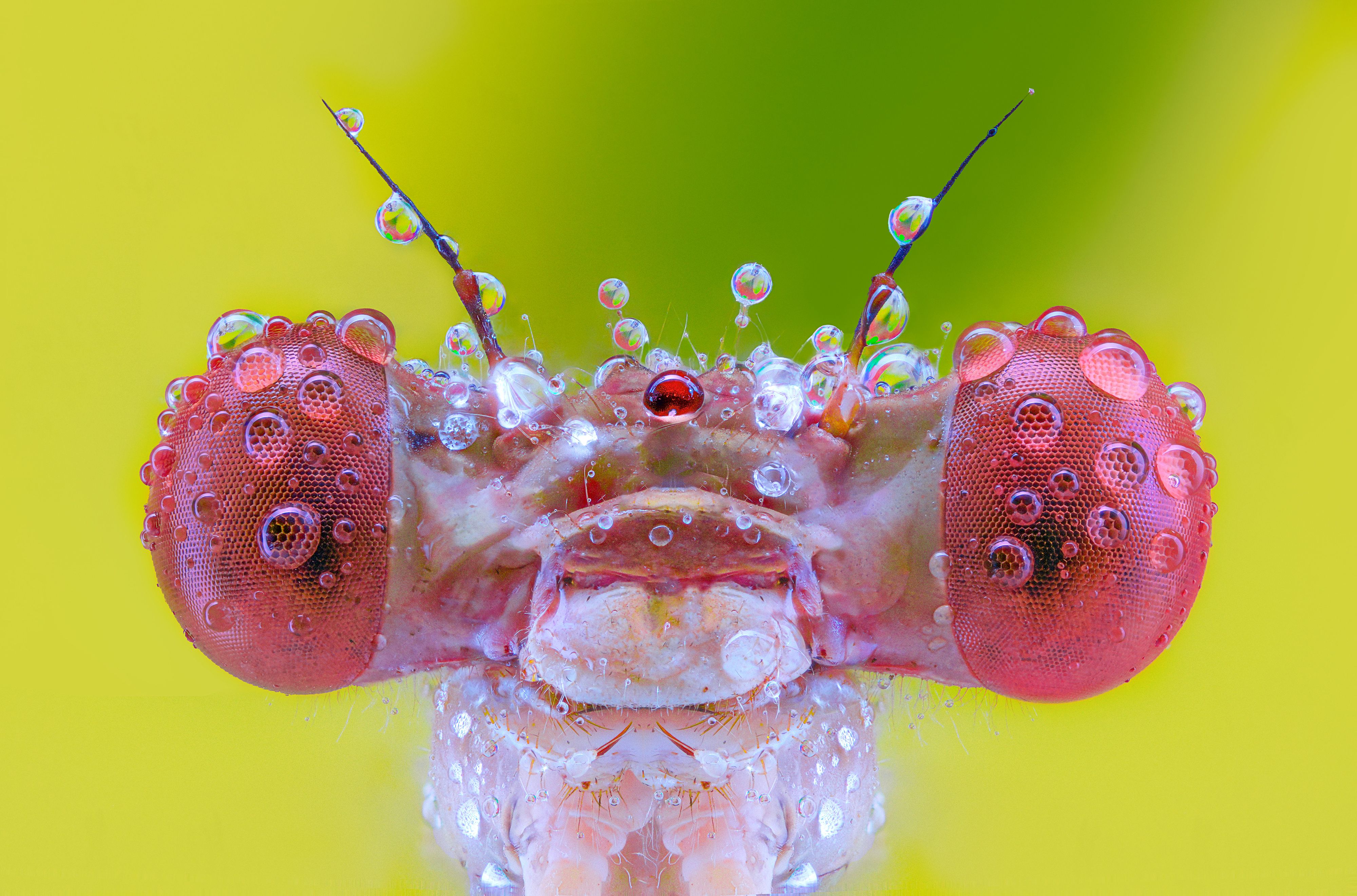 The Jewel Eyed Guardian