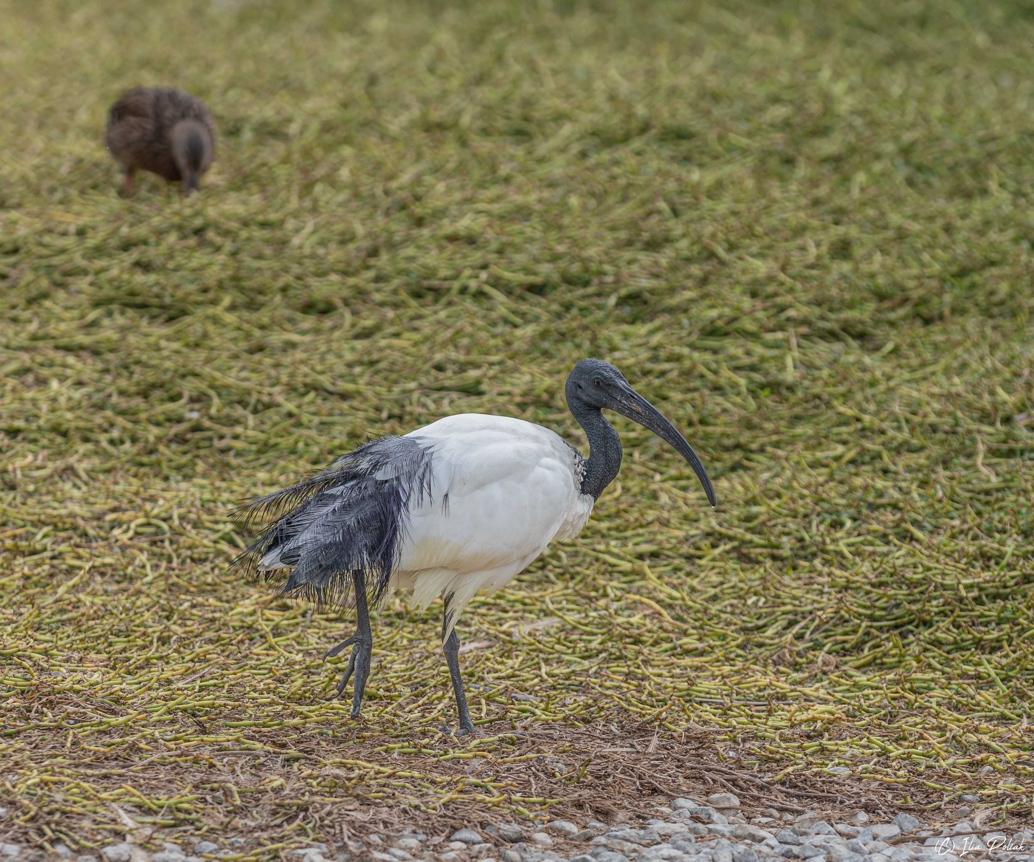 У дороги... ибис