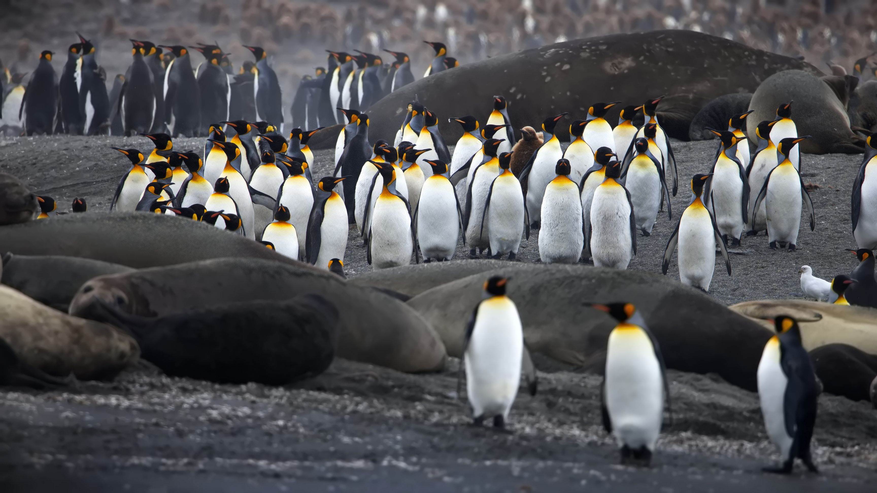 Добрососедство