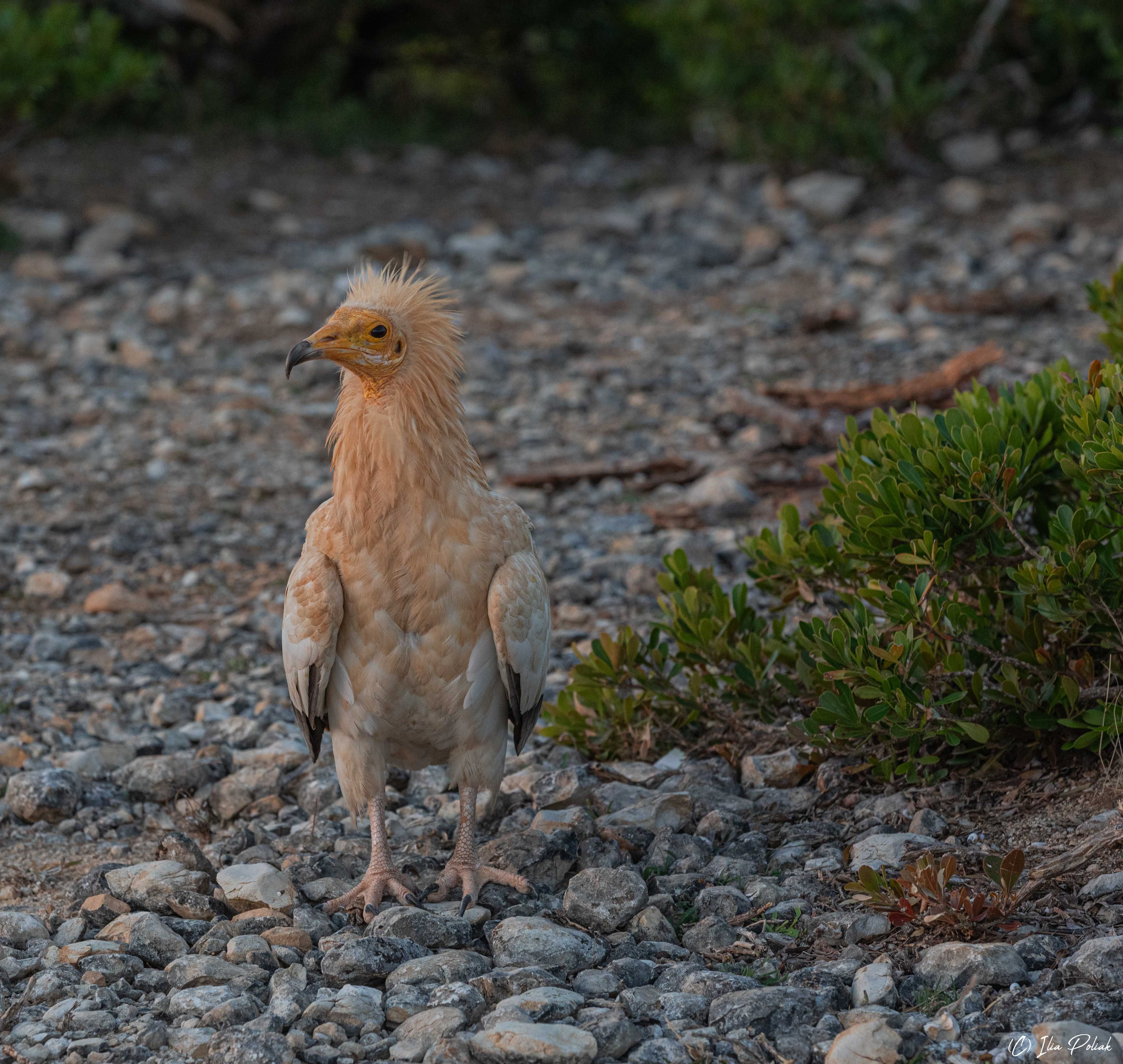 Бесстрашный...