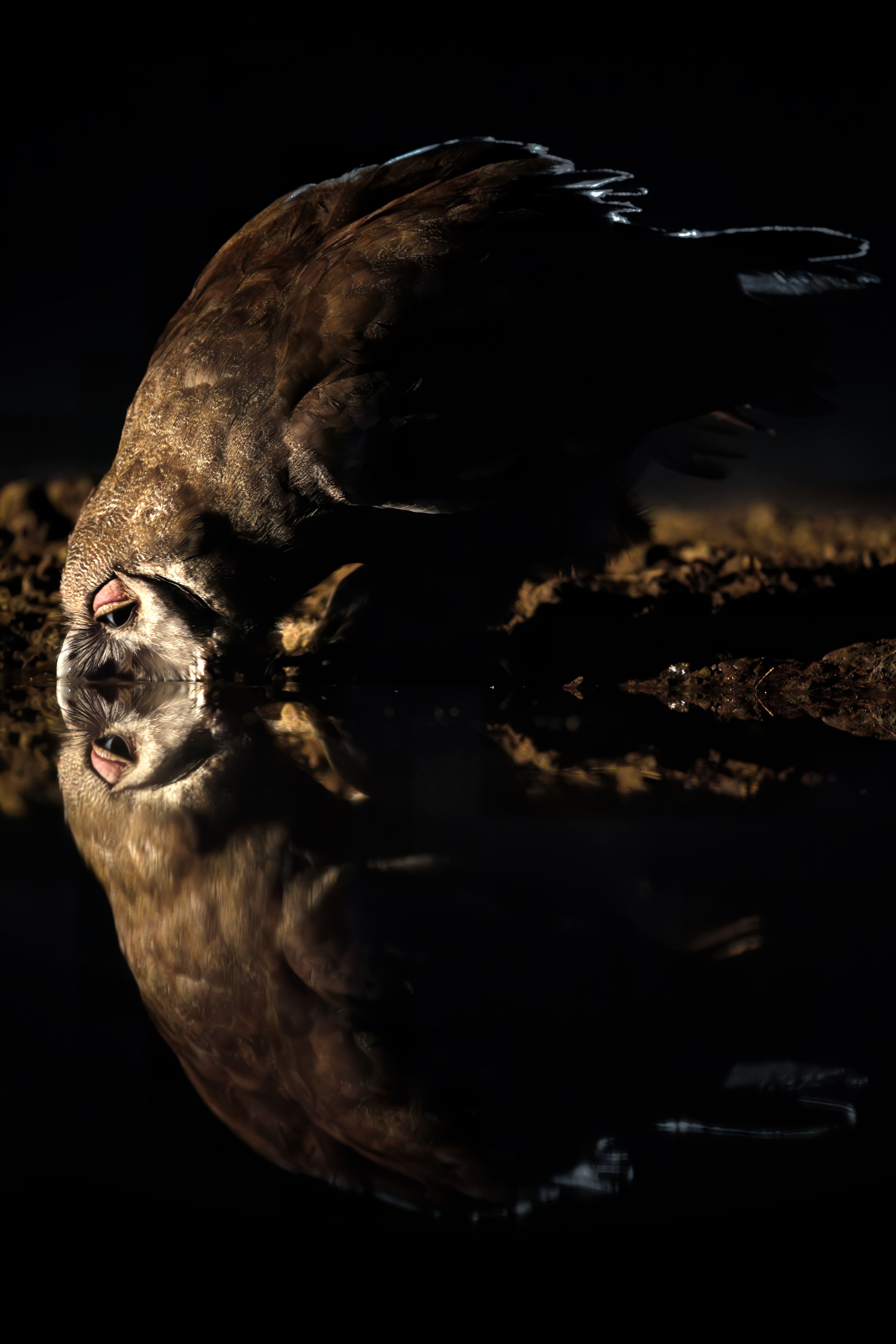 Совам тоже нужно пить...