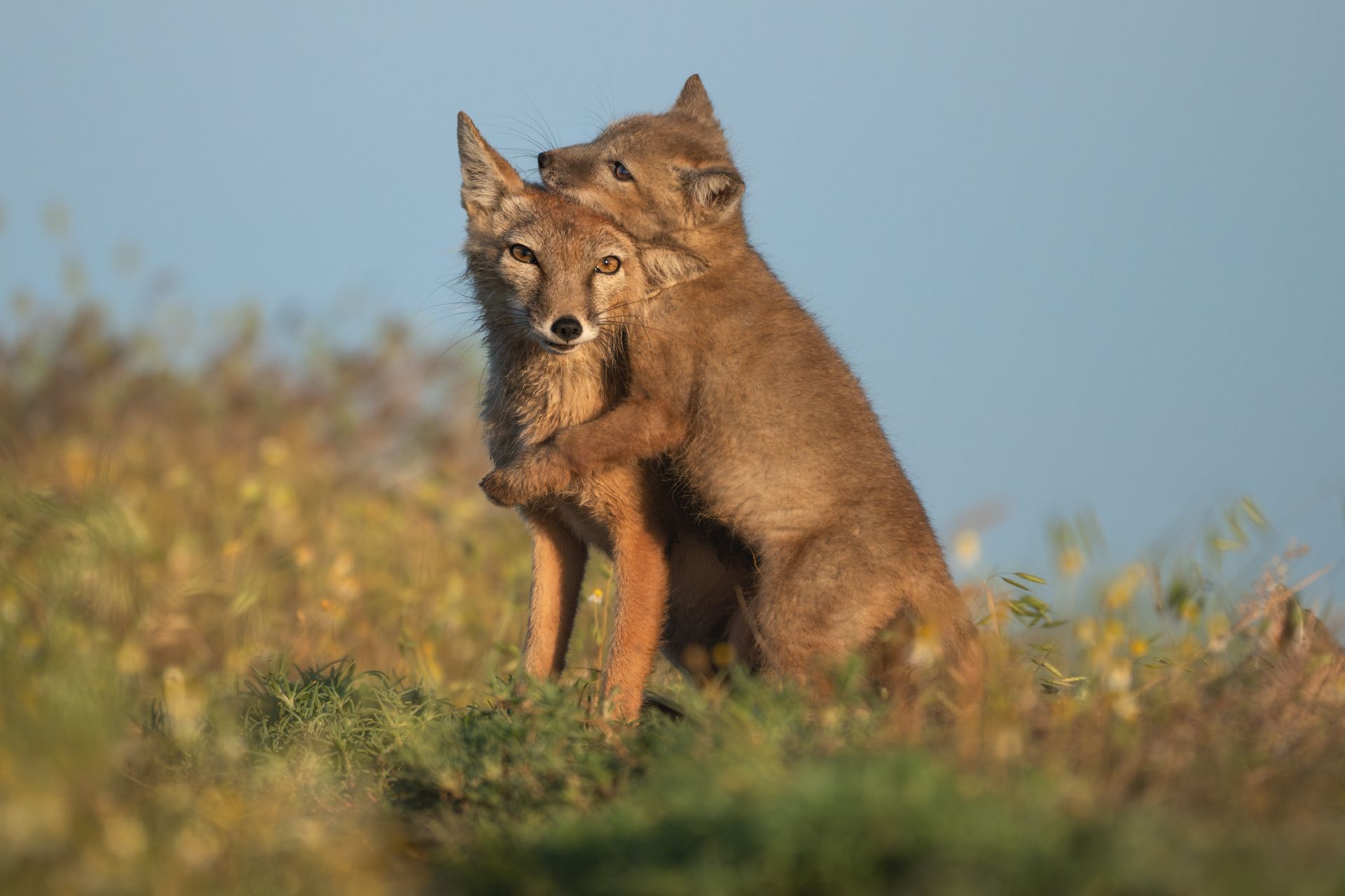 "Обнимашки"