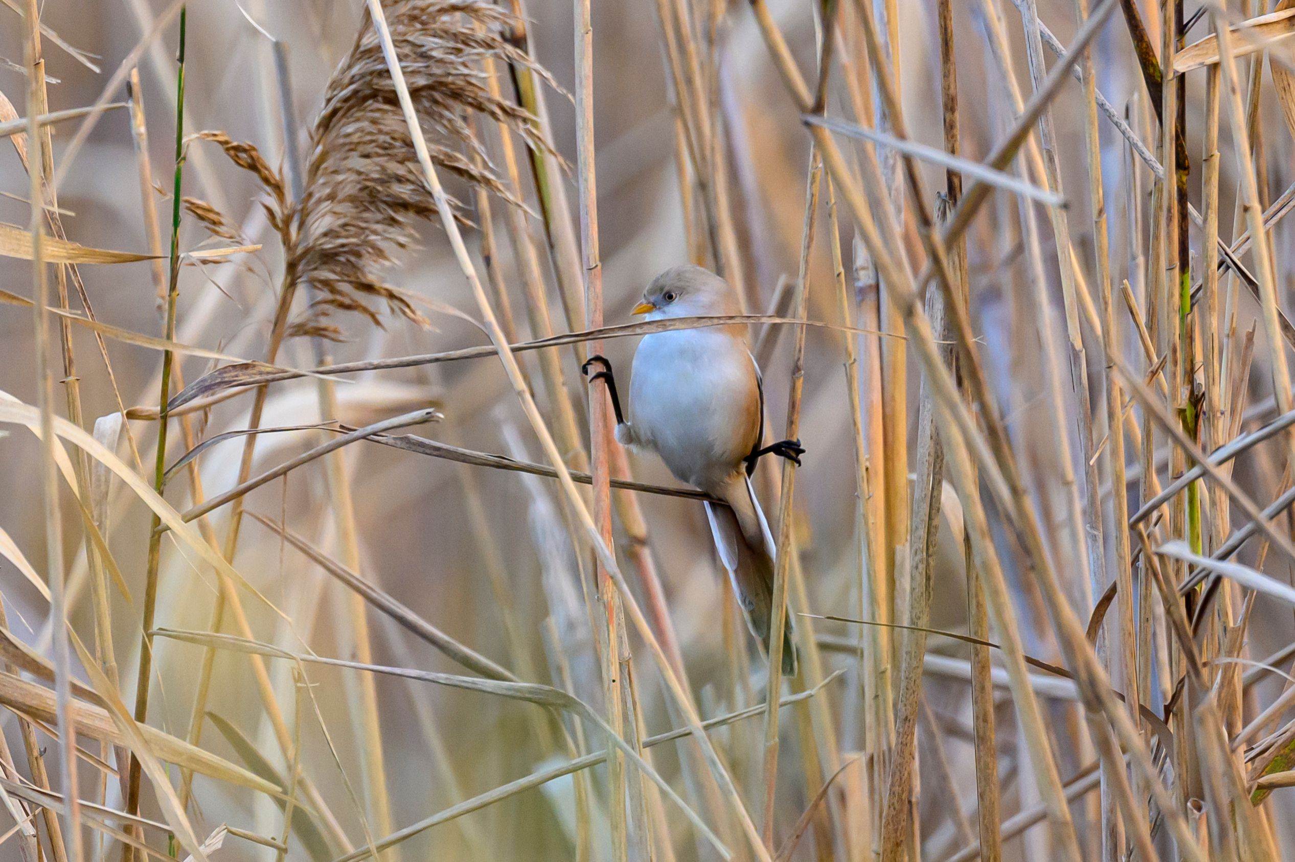 Жан–Клода Ван Дамм
