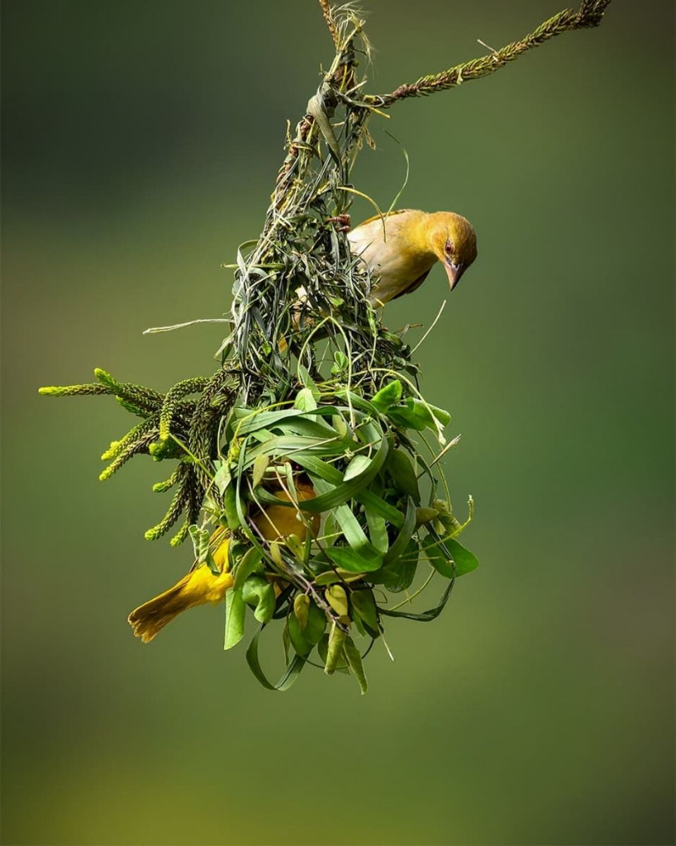 Архитектура семейного гнезда