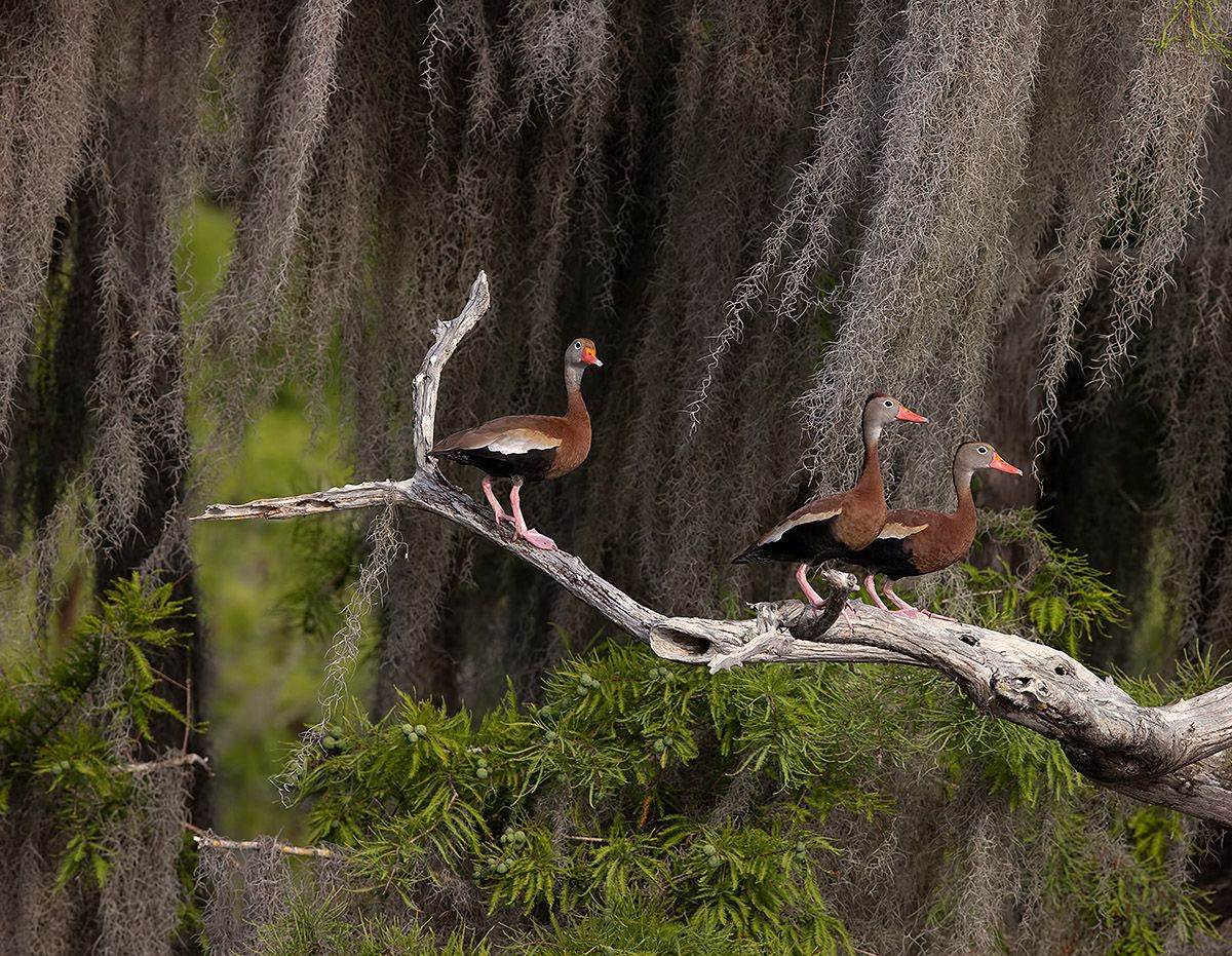Black–Bellied Whistling Duck