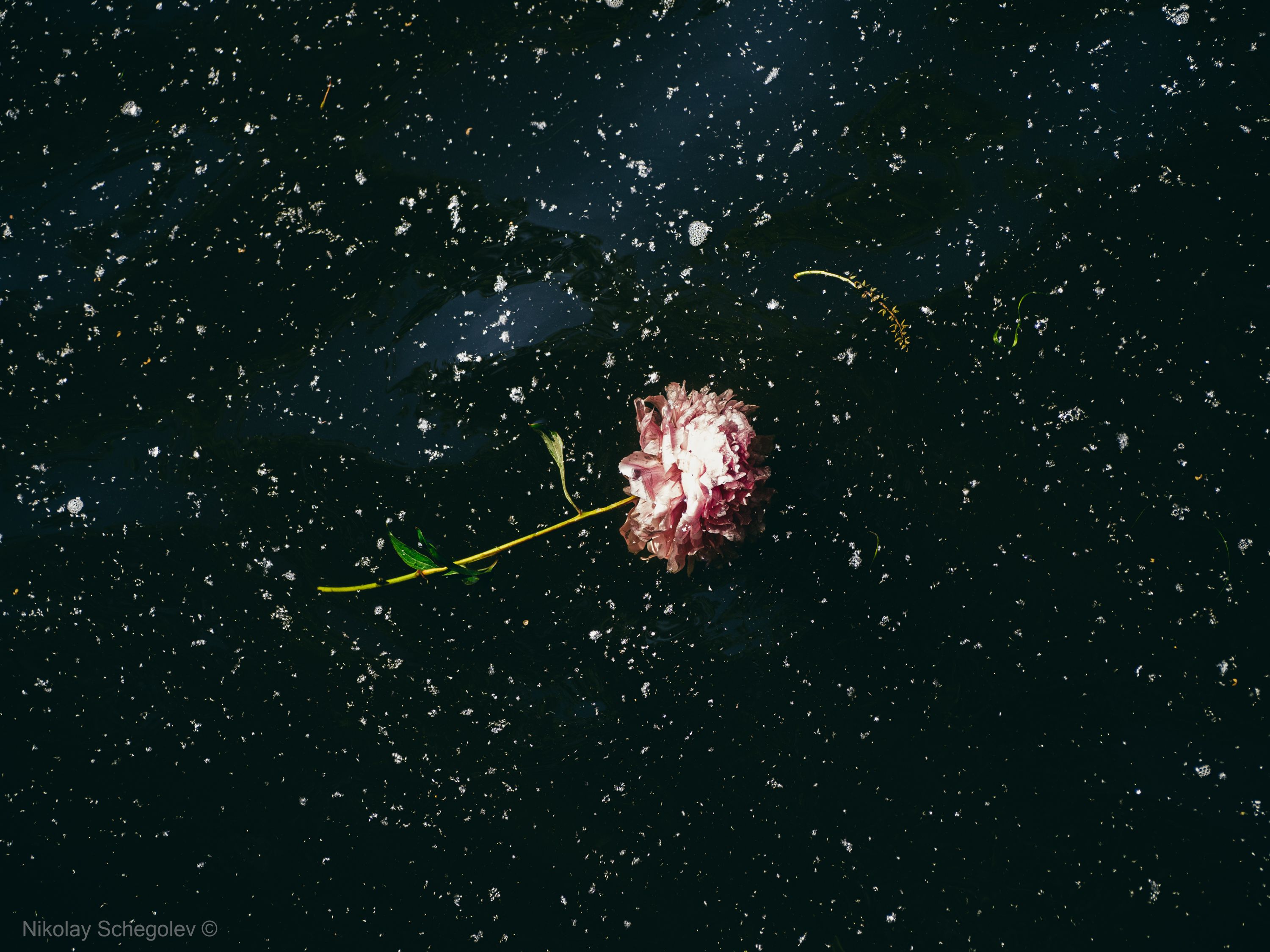 Этюд к "Маленькому принцу"