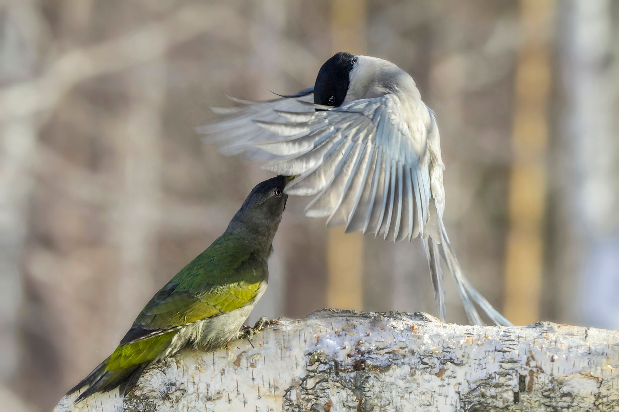 Самочка седого дятла и голубая сорока