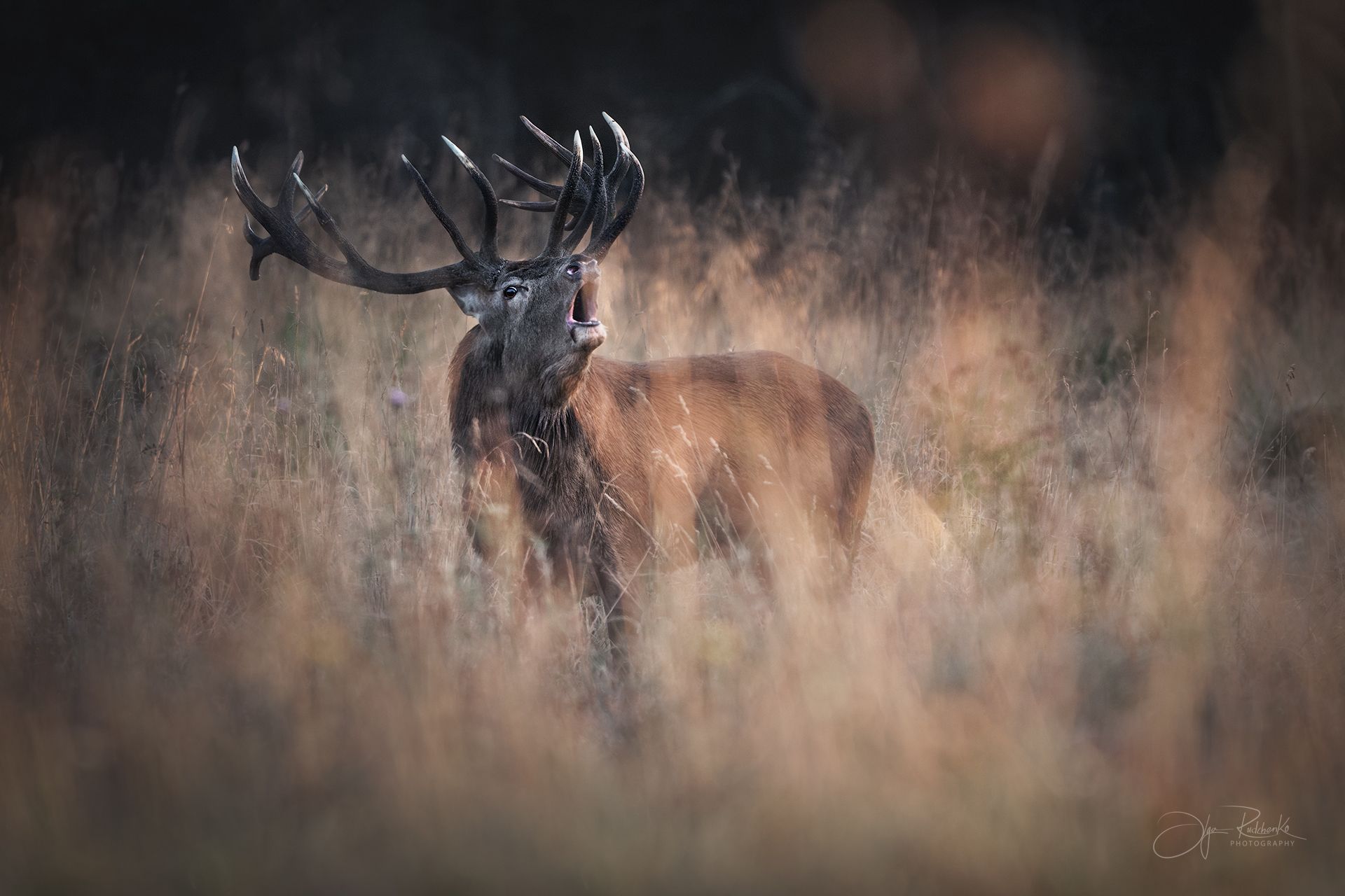 Основной инстинкт