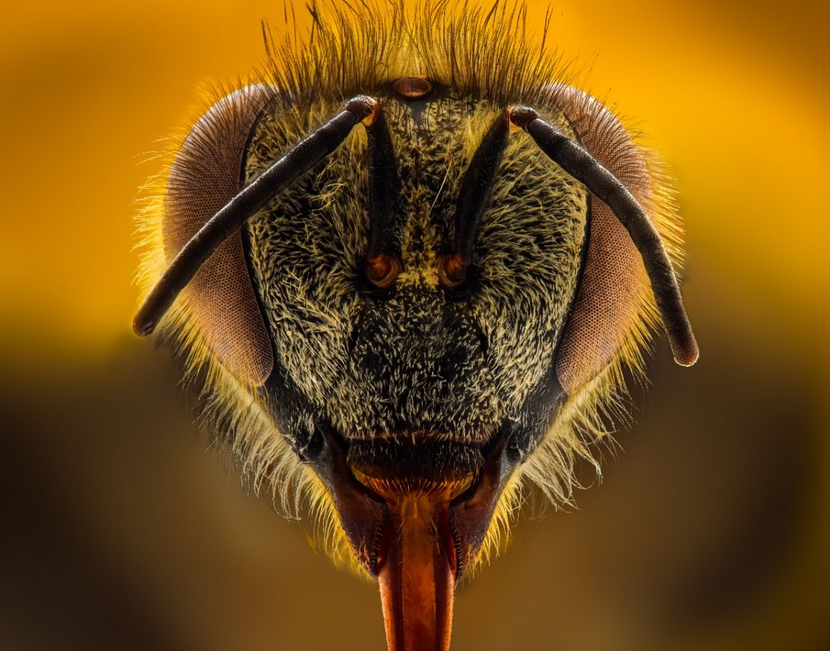 карликовая пчела