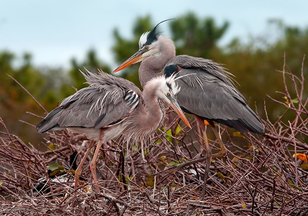 Great Blue Heron on Nest