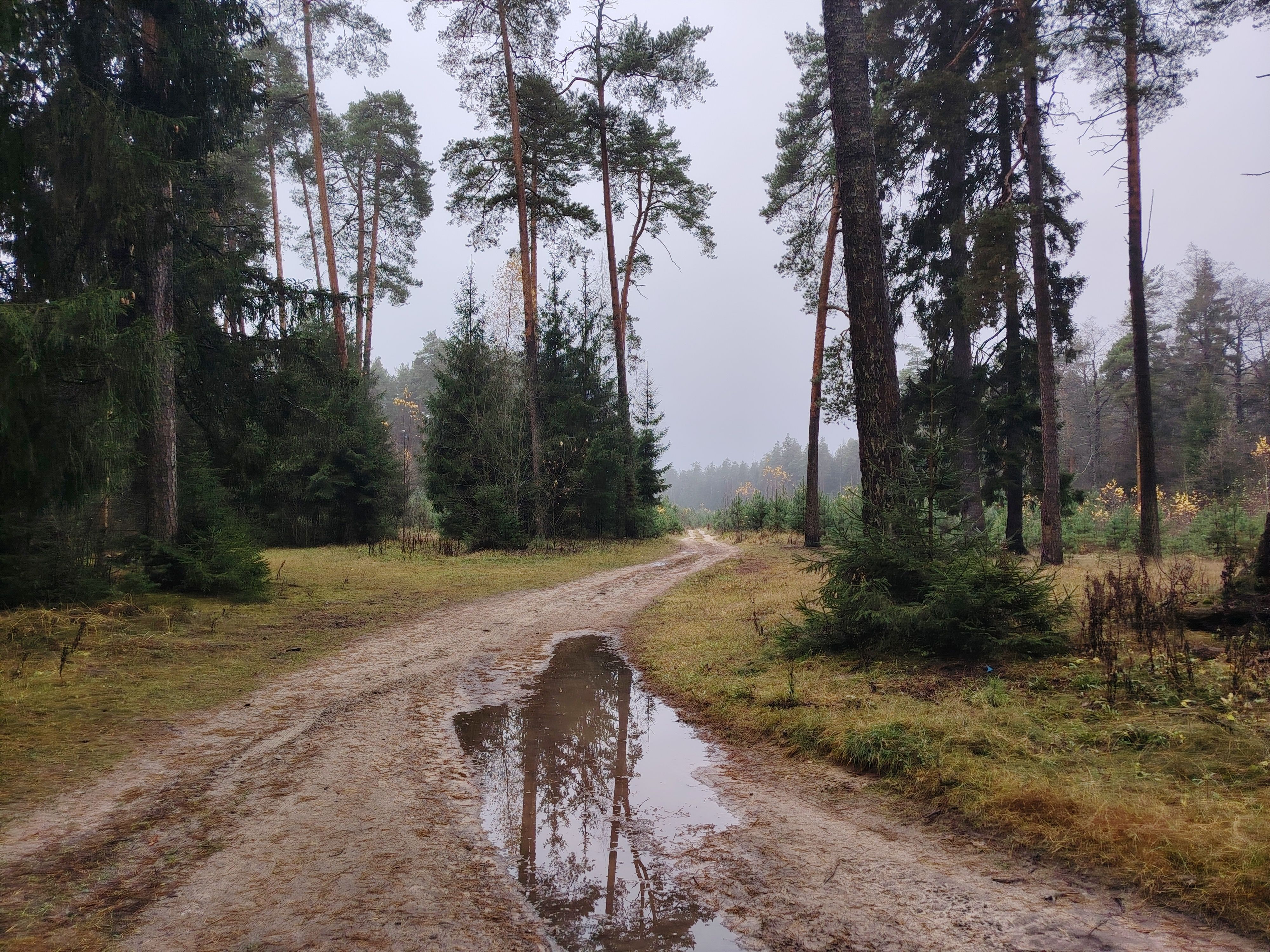 Лесная дорога