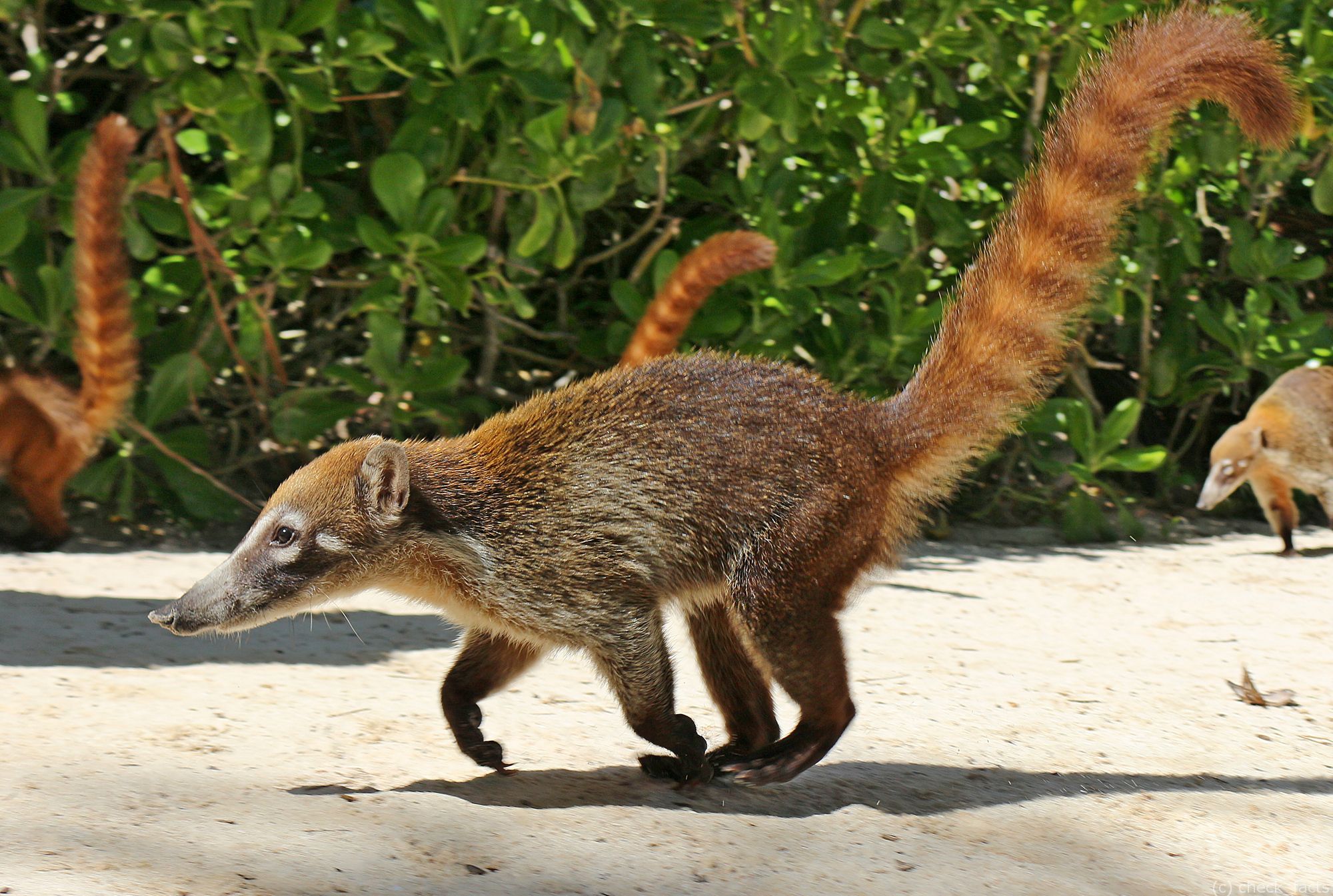 Сегодня Международный День Коати! 🎉