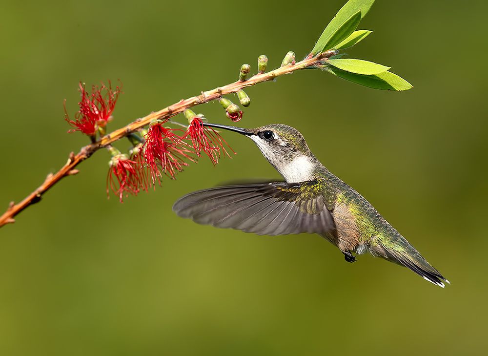Ruby–throated Hummingbird