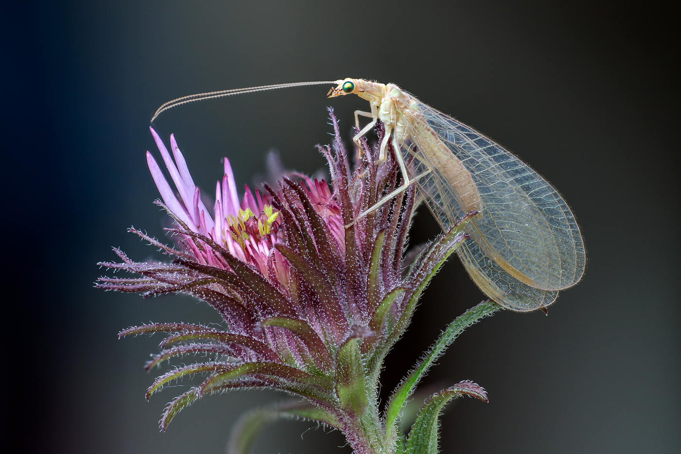 1636299127-340f513164388ea7a64e2119e2664