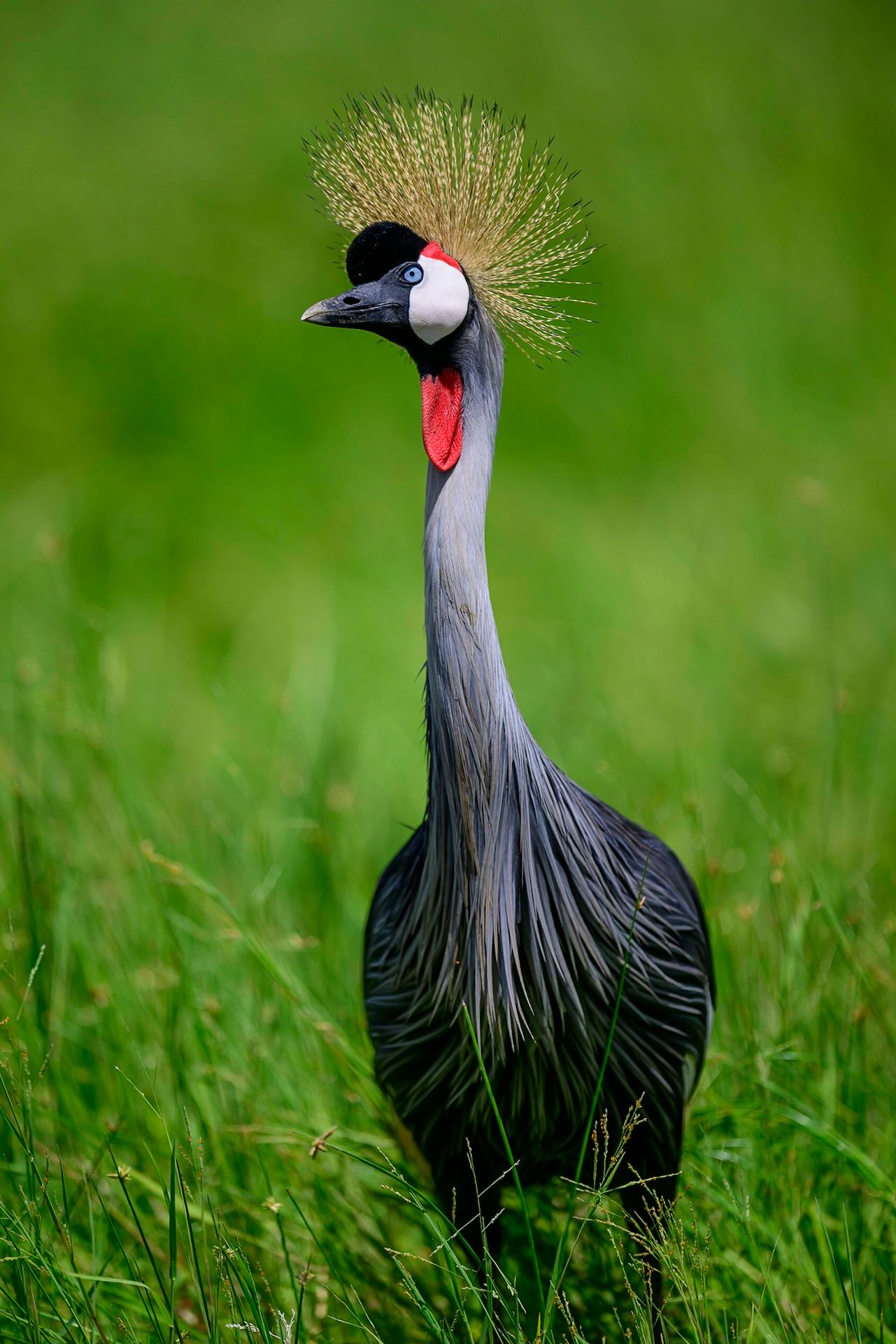 Венценосный журавль