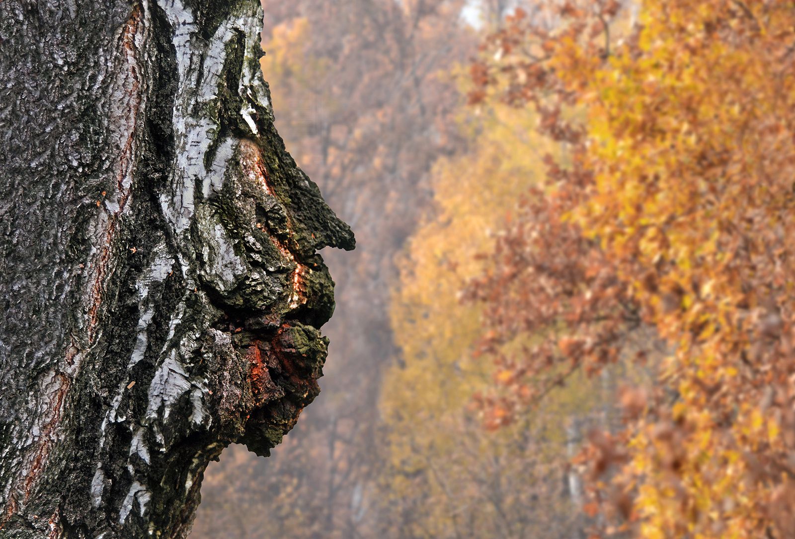 БОЛДИНСКАЯ ОСЕНЬ