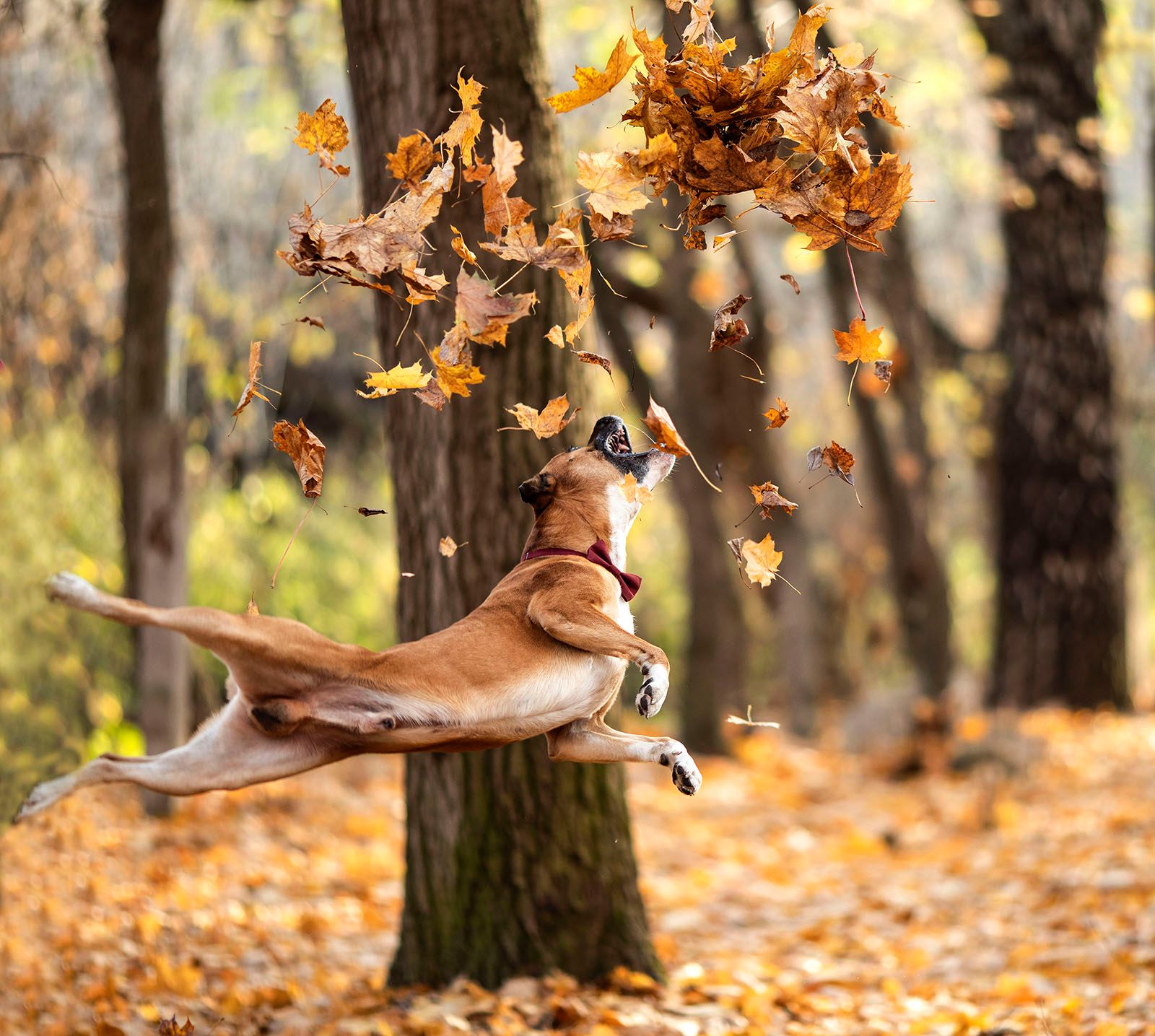 Осенний полёт