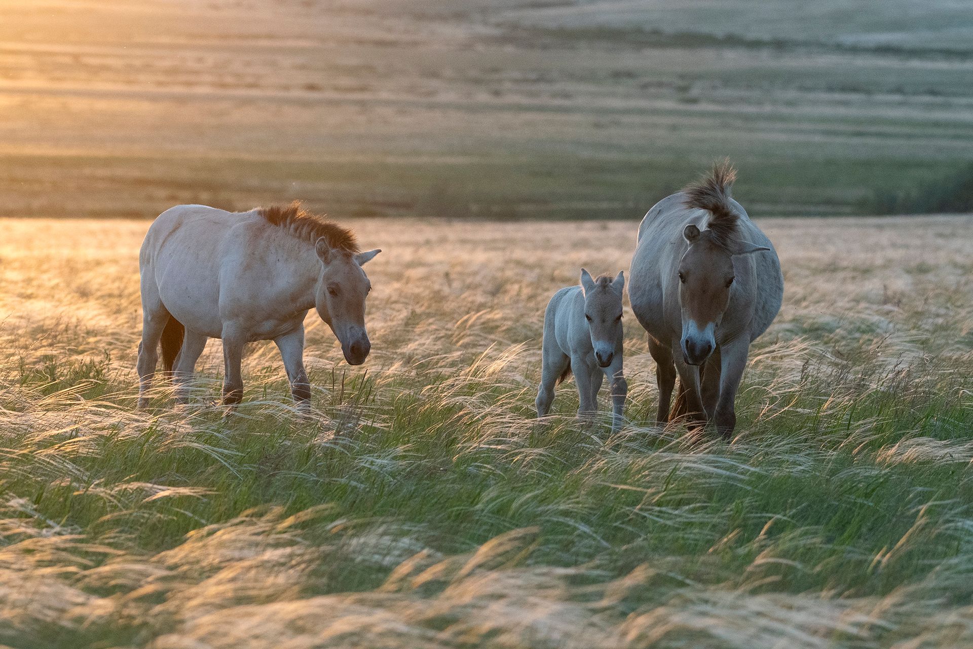Вечер в ковыльной степи