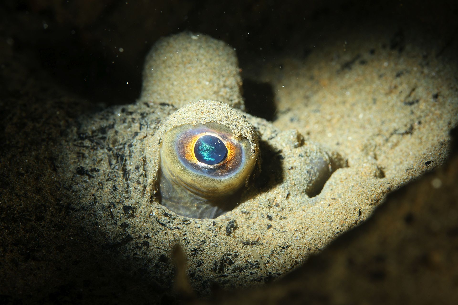 Чеширская рыба