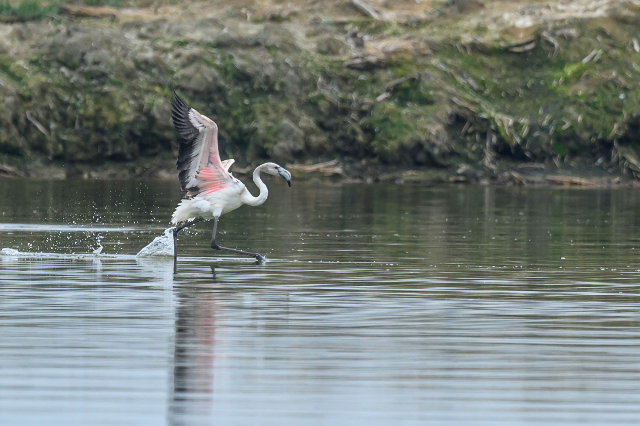 Розовый фламинго. Дагестан, Аджи–Папас.