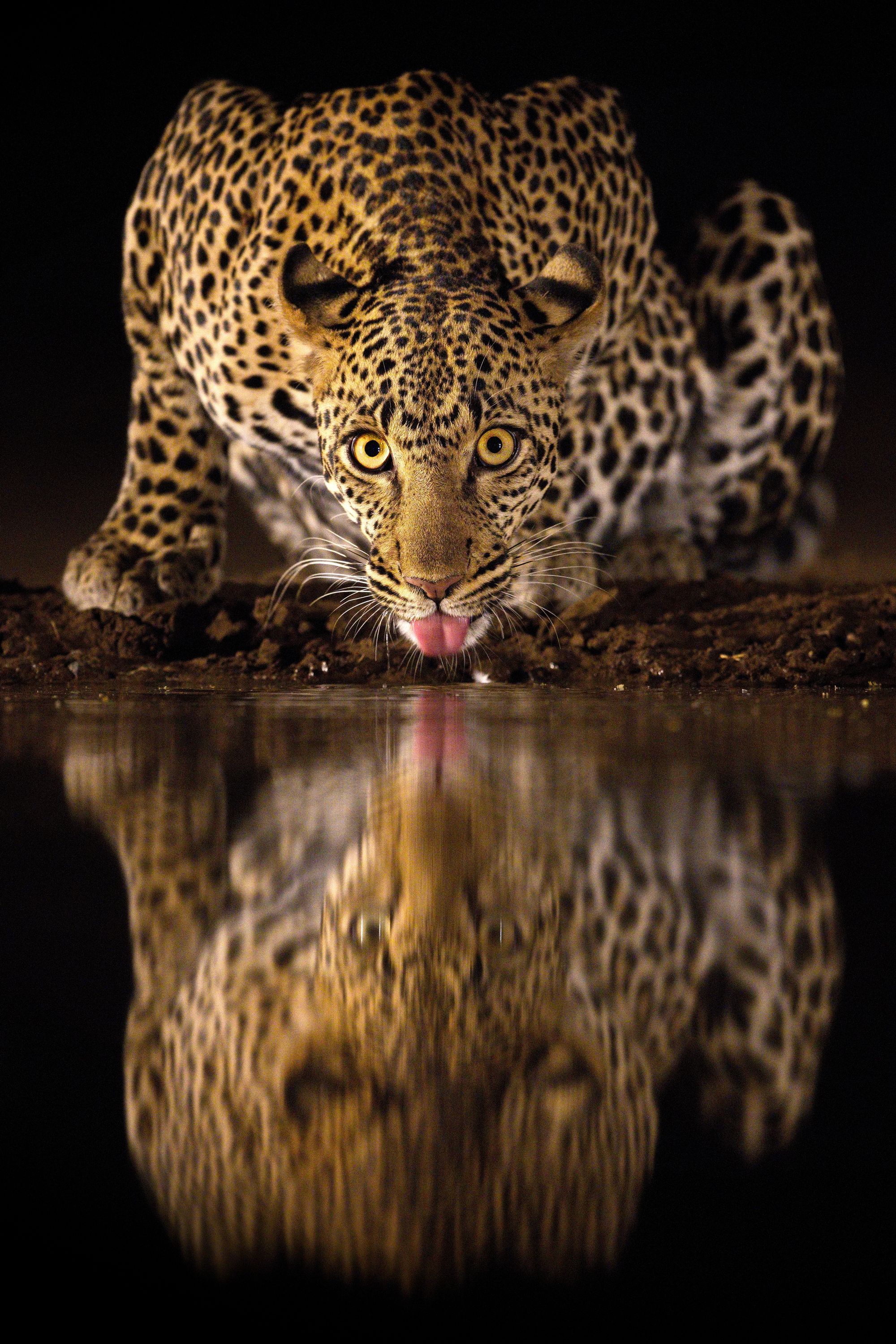 Пить или смотреть?