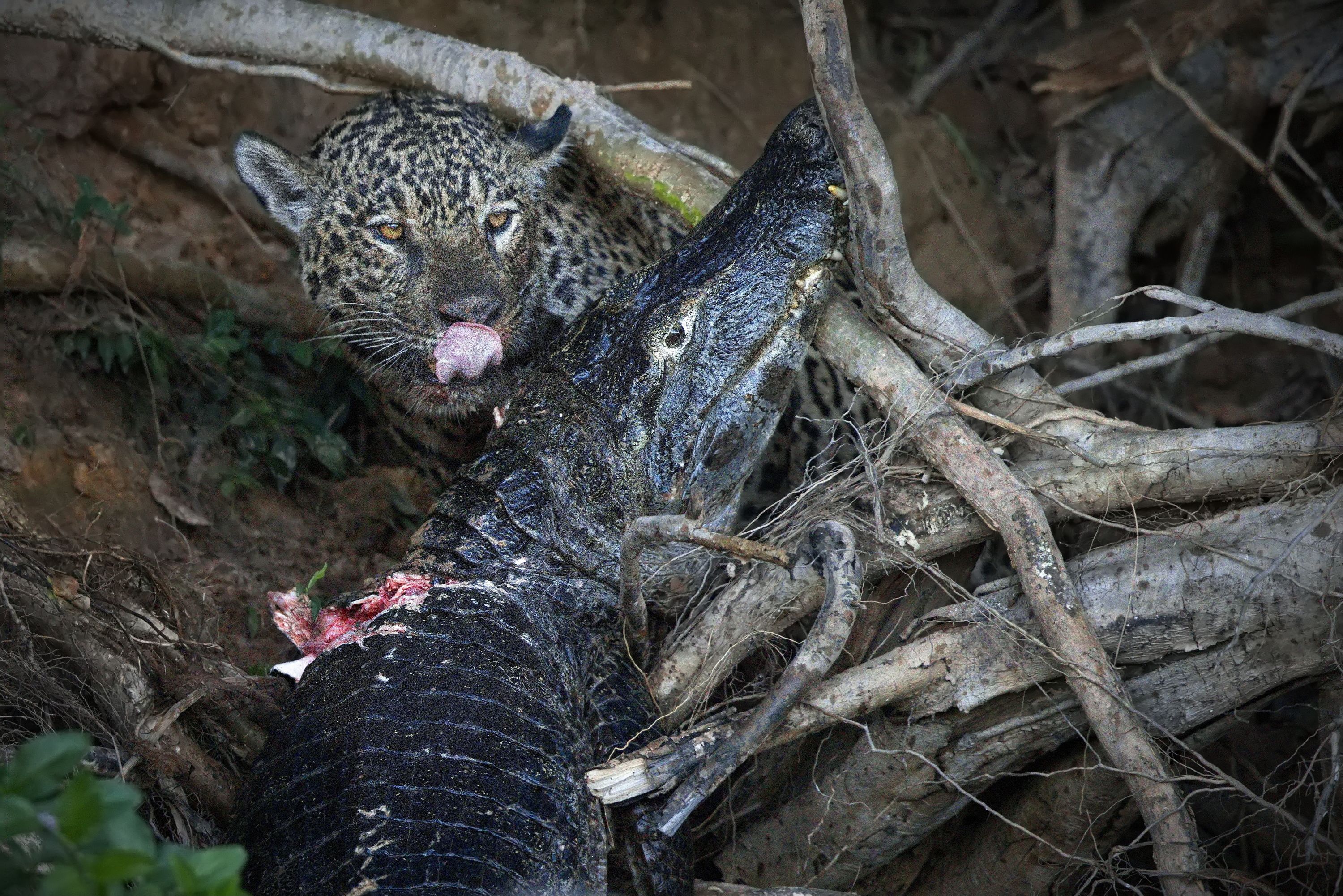 Лучшее лакомство