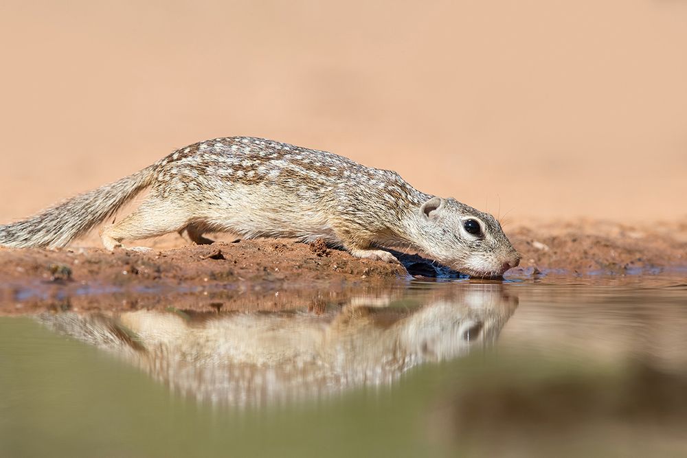 Mexican ground squirrel