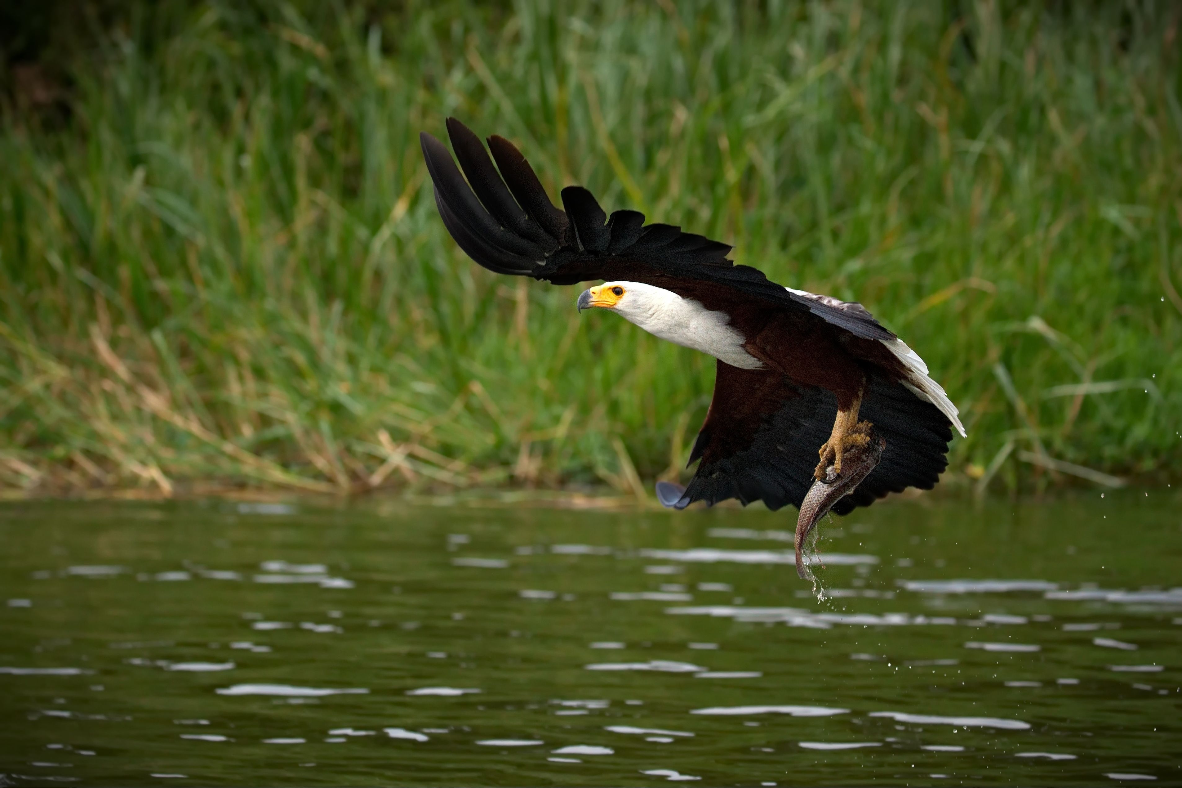Оправдывая свое название