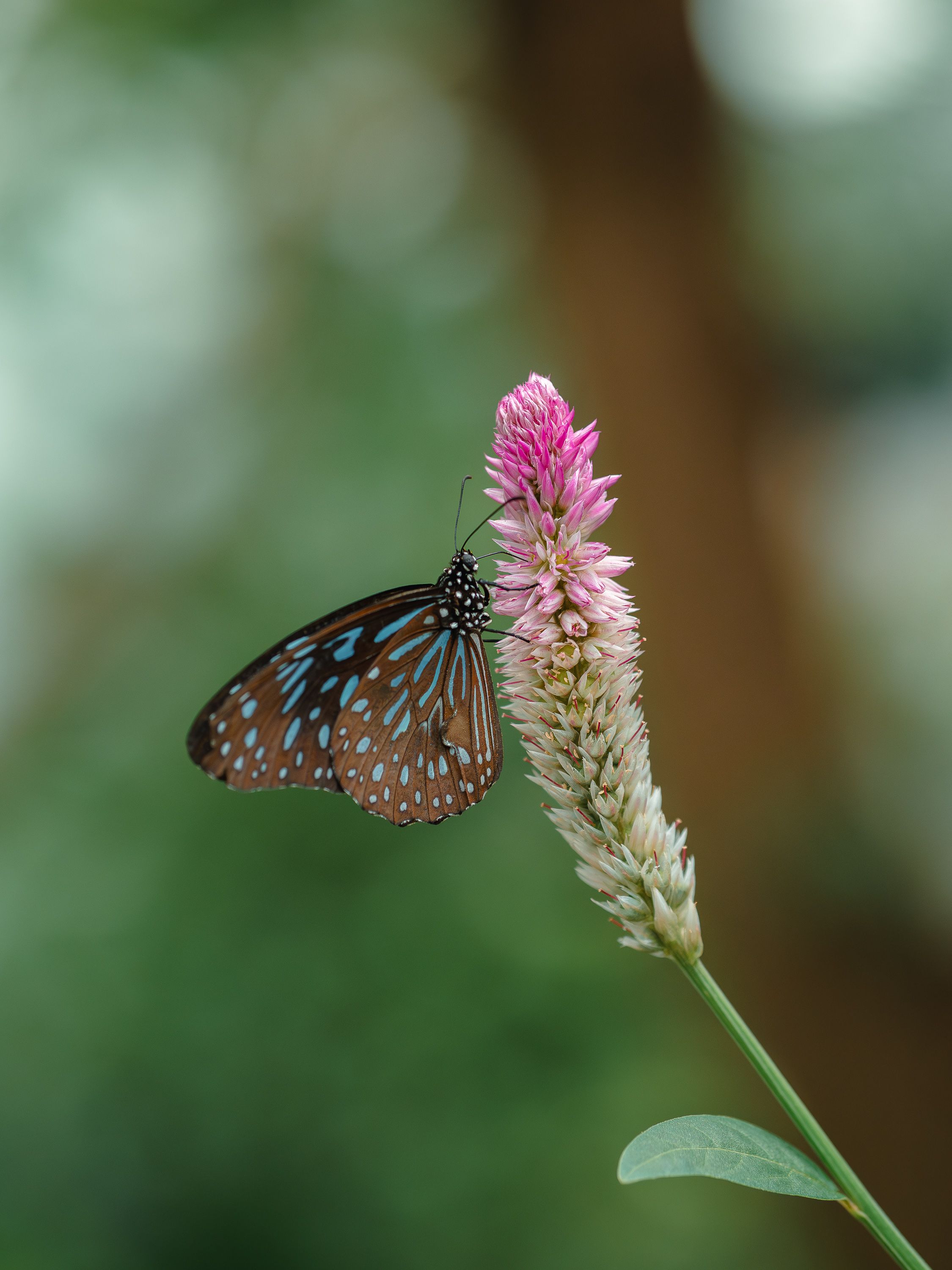 Тёплое тропическое создание посреди холодной осени