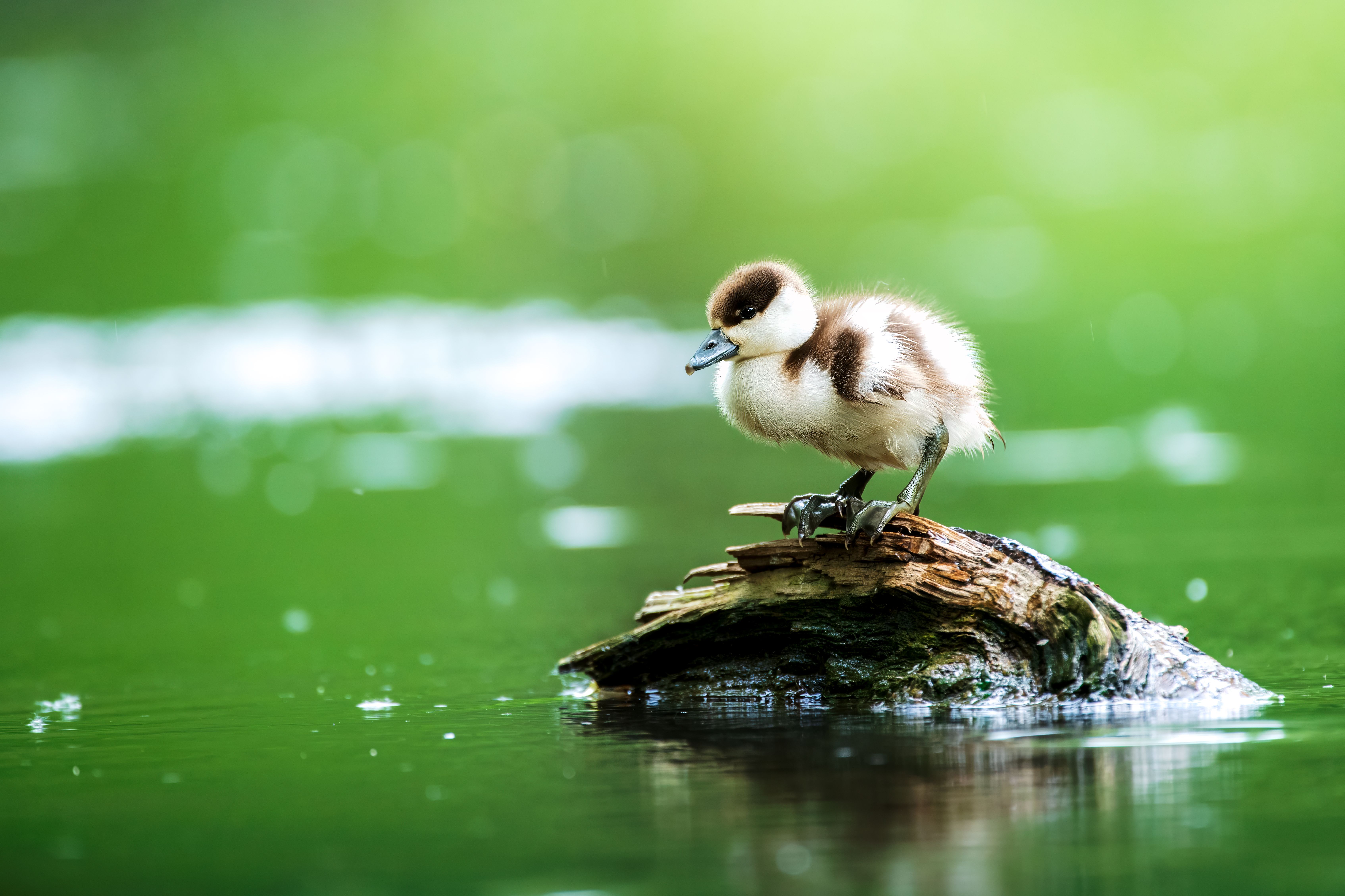 Солнечная ванна