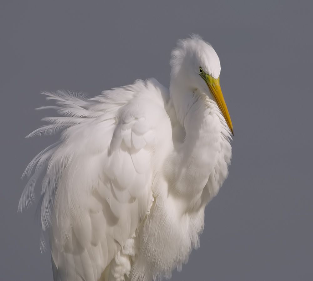 Great Egret
