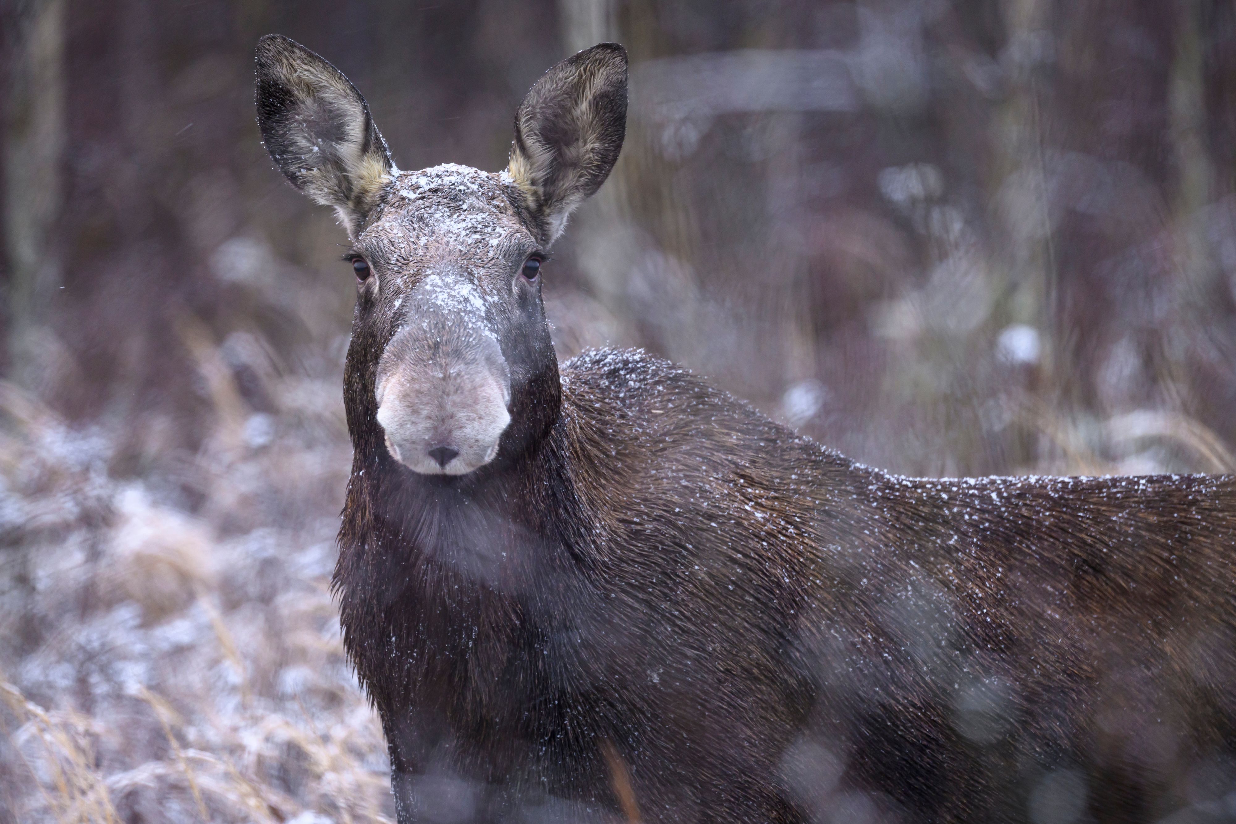 Зайчик–побегайчик