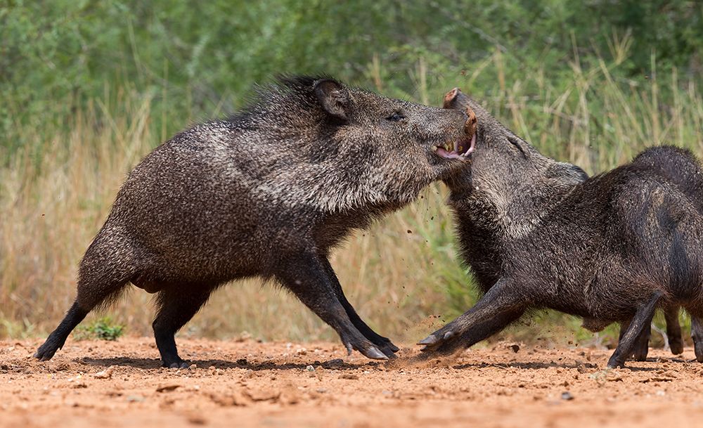 Javelinas Fight for Corn