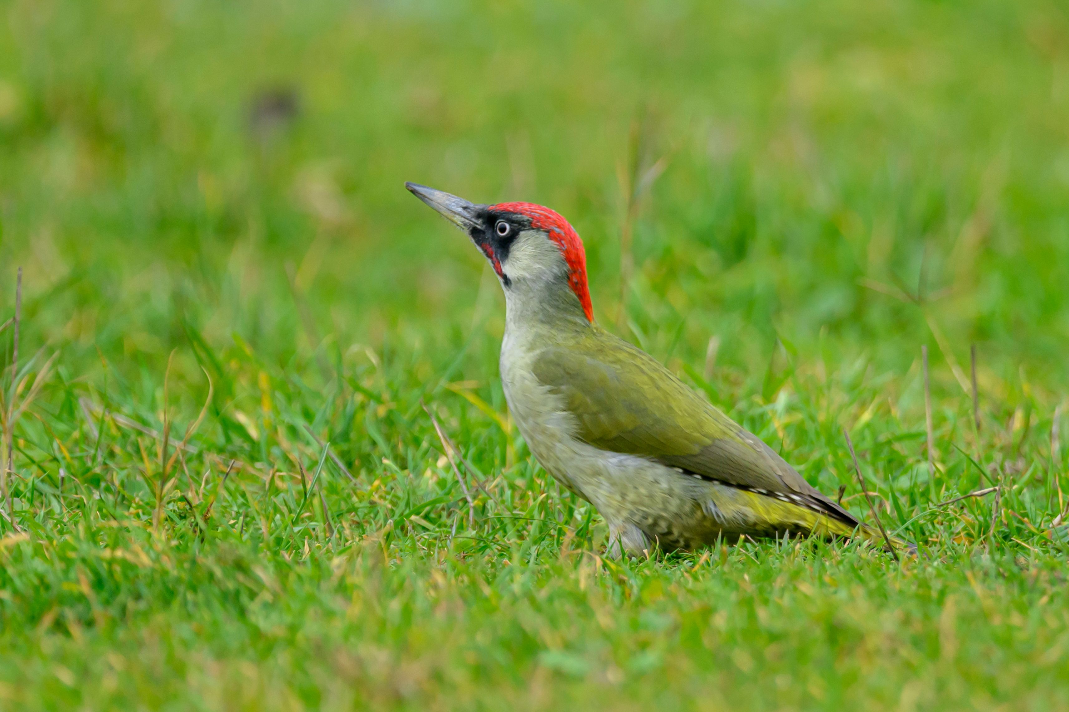 Почему этот дятел зеленого цвета?